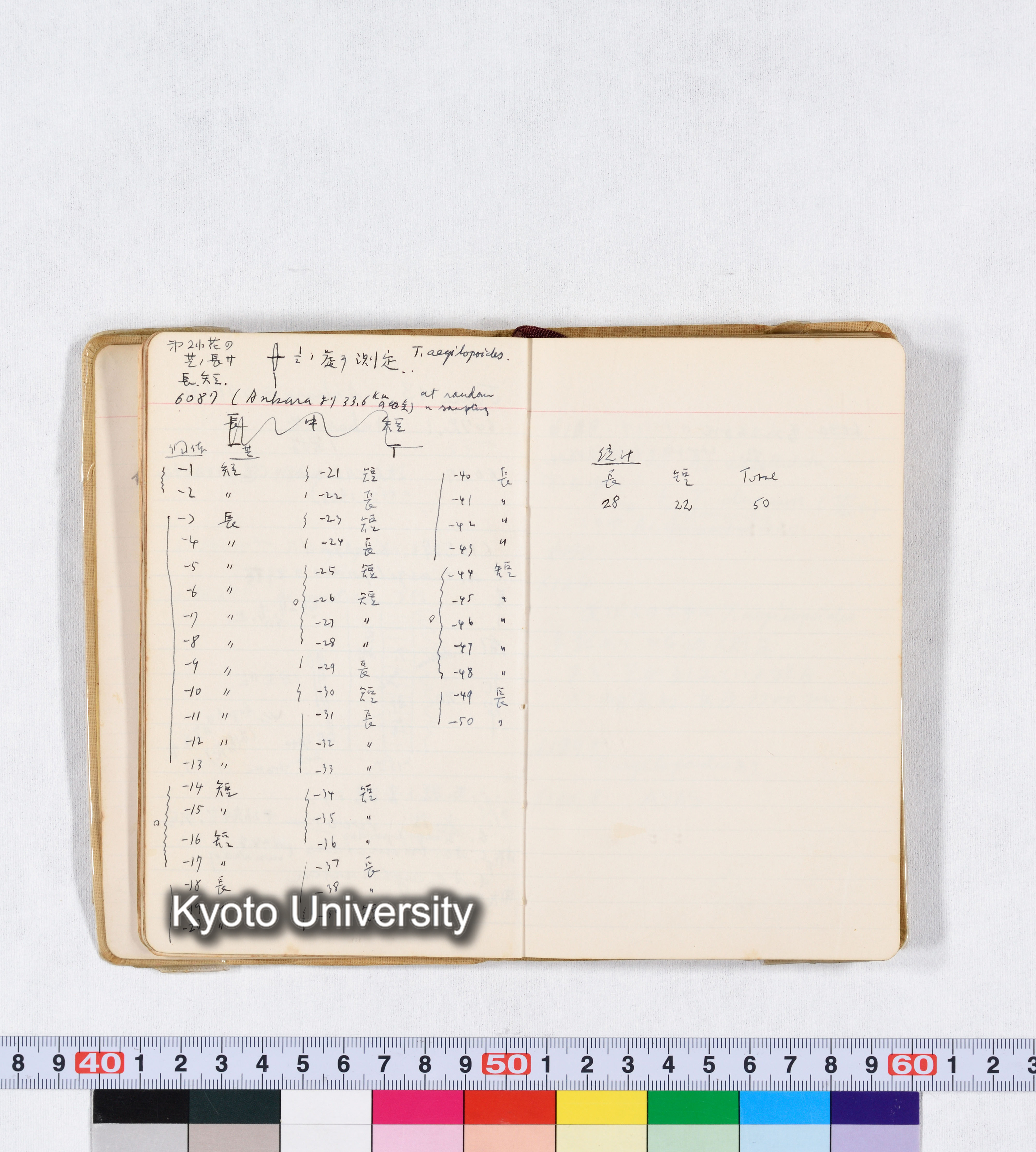 採集 II 1959 BMUK (23)