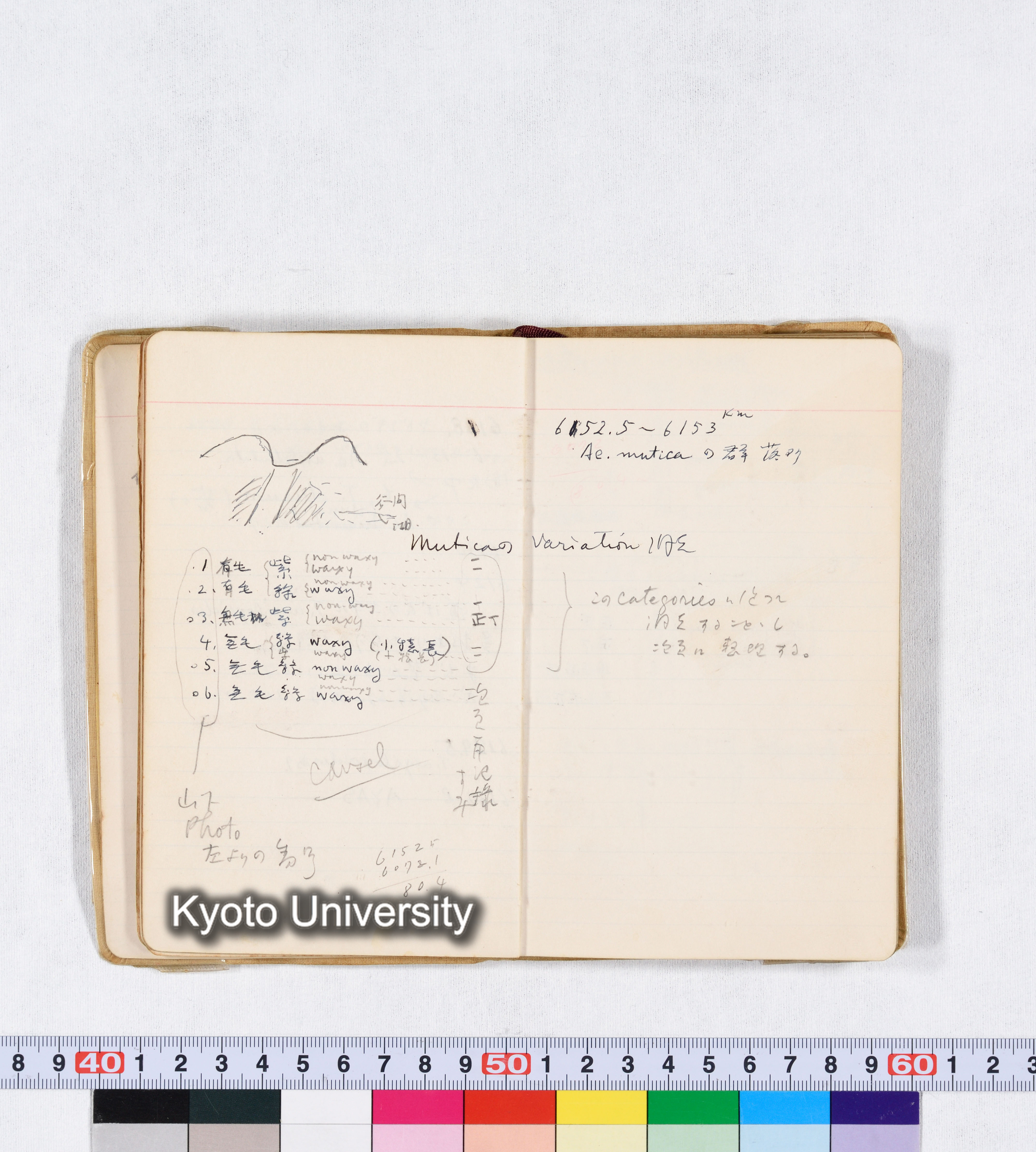 採集 II 1959 BMUK (24)