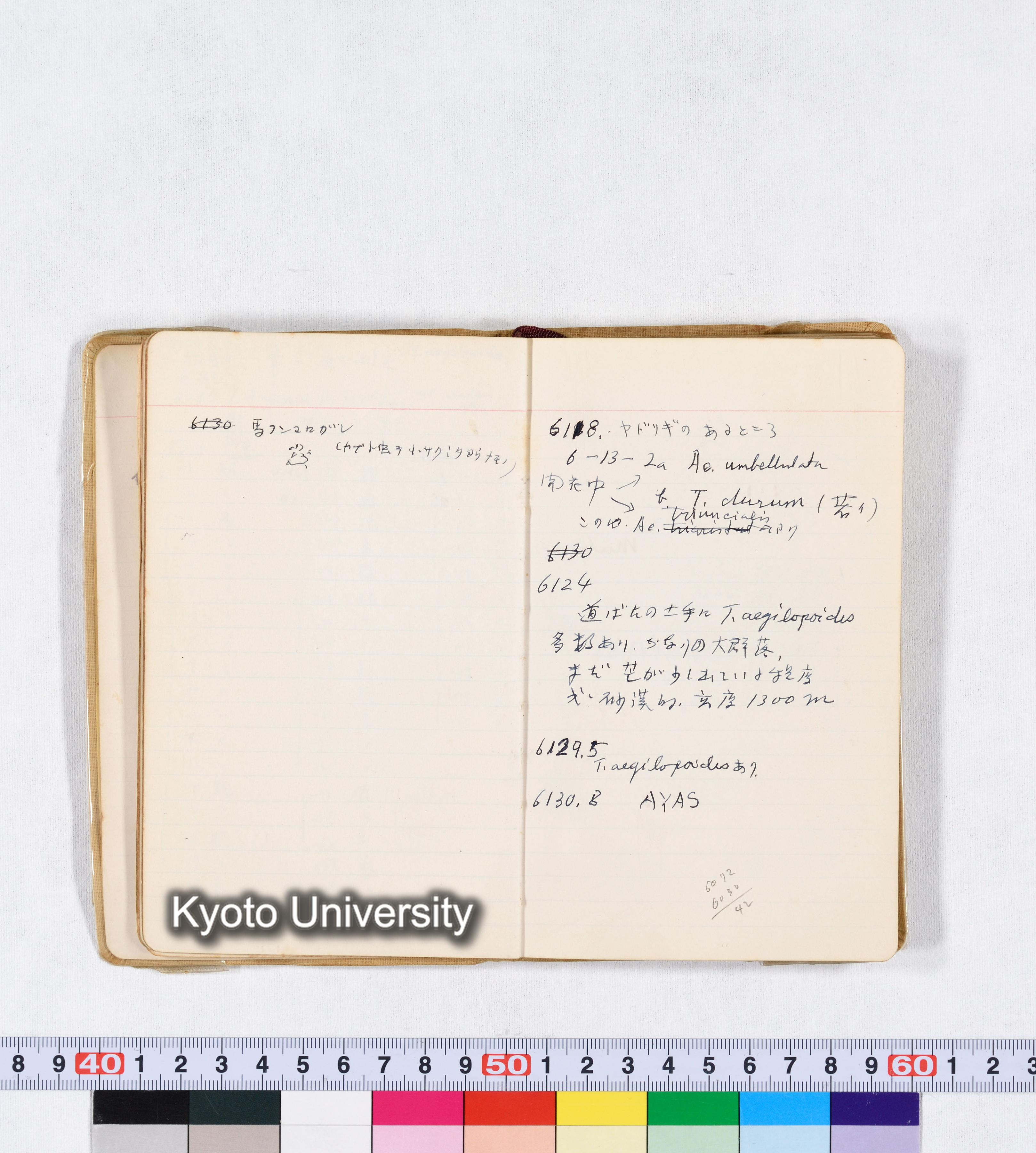 採集 II 1959 BMUK (25)