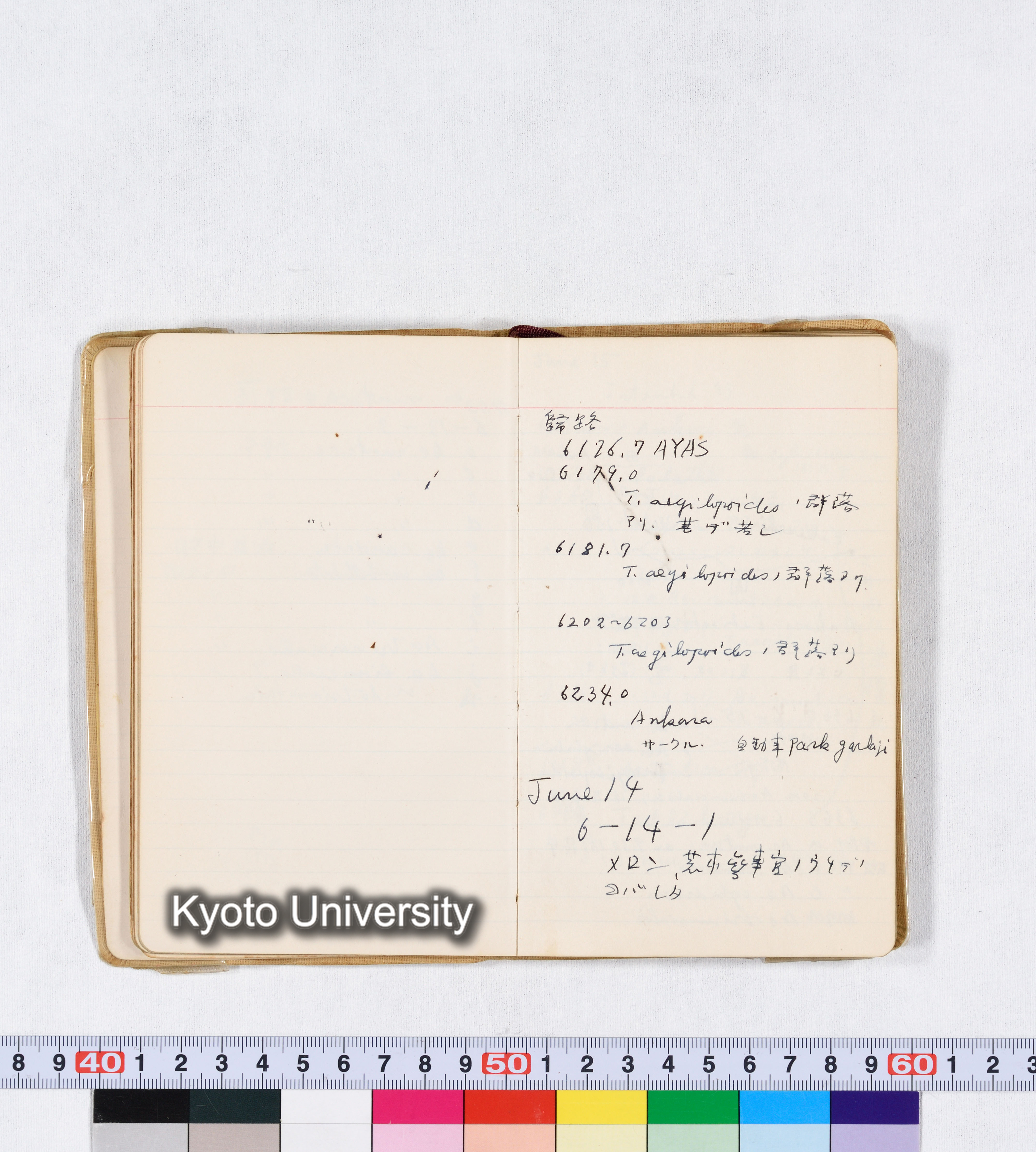 採集 II 1959 BMUK (29)