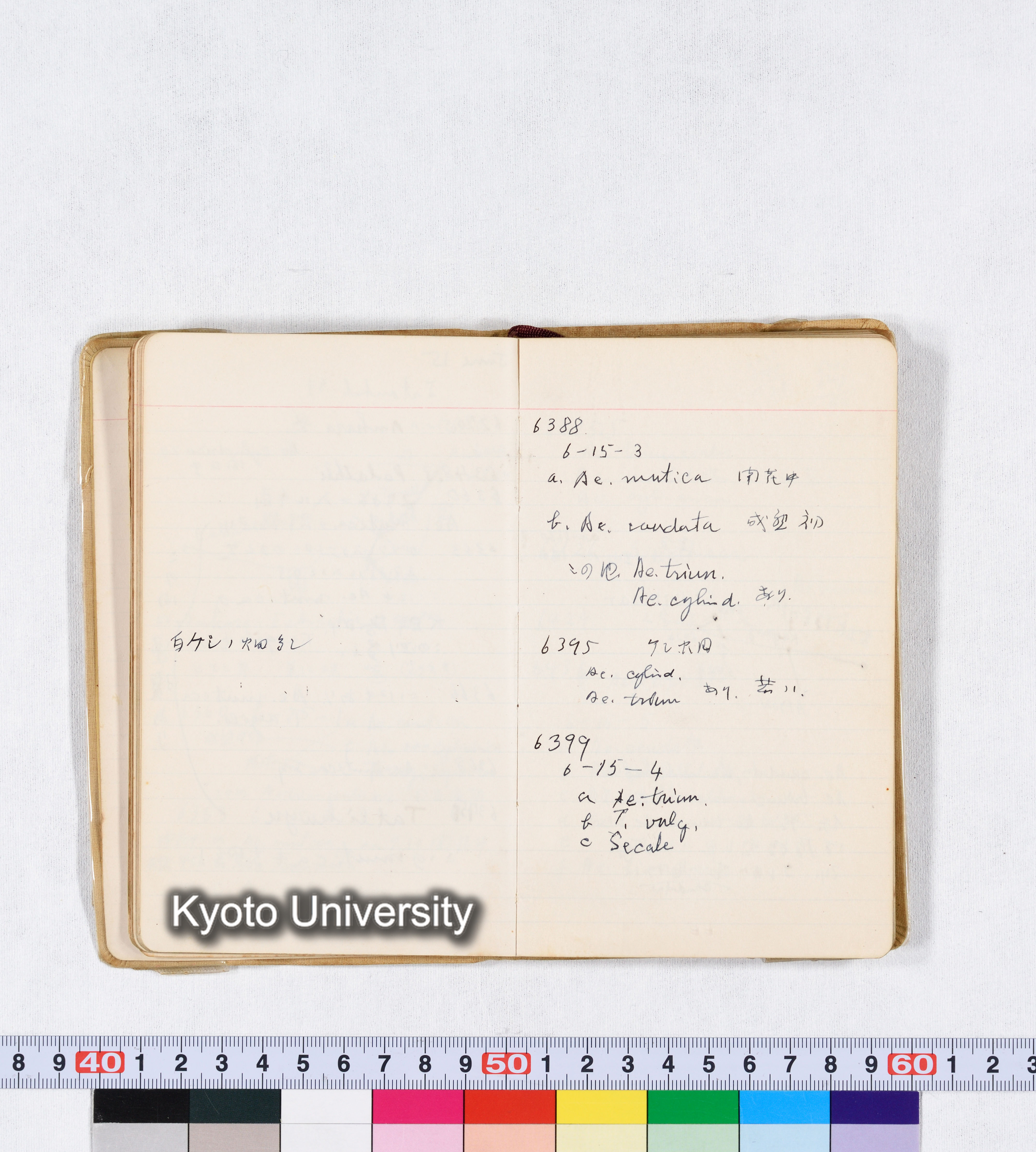 採集 II 1959 BMUK (30)