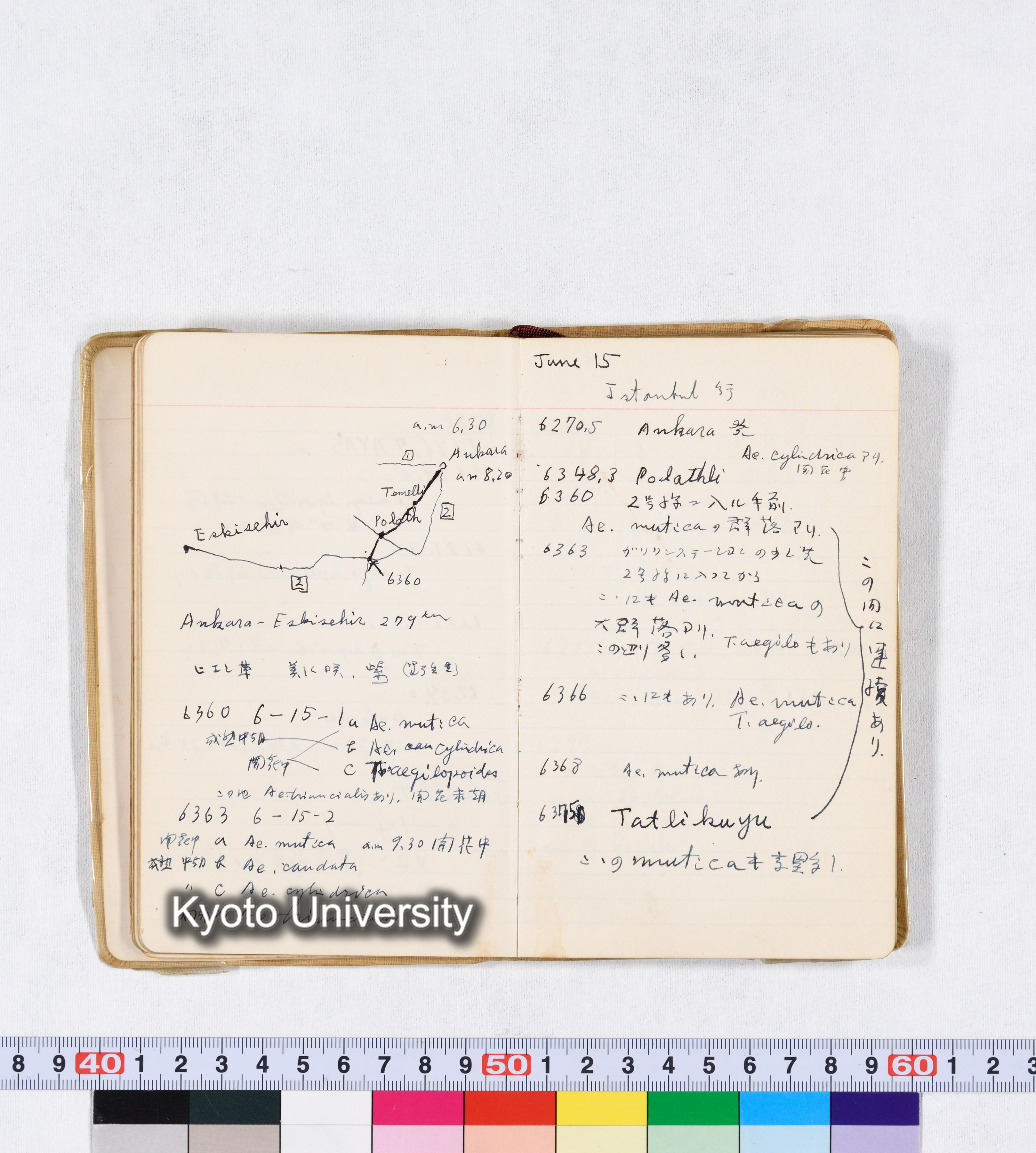 採集 II 1959 BMUK (31)