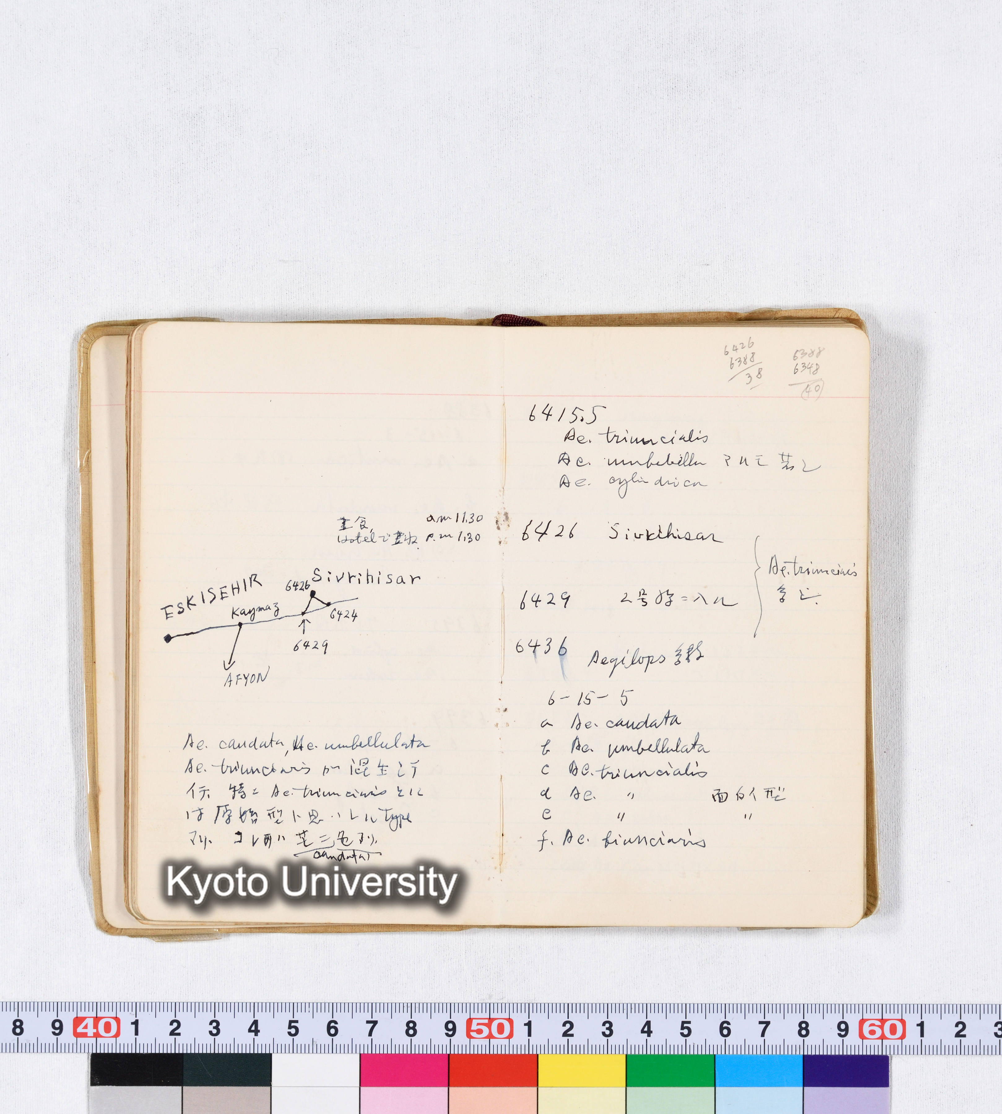 採集 II 1959 BMUK (32)