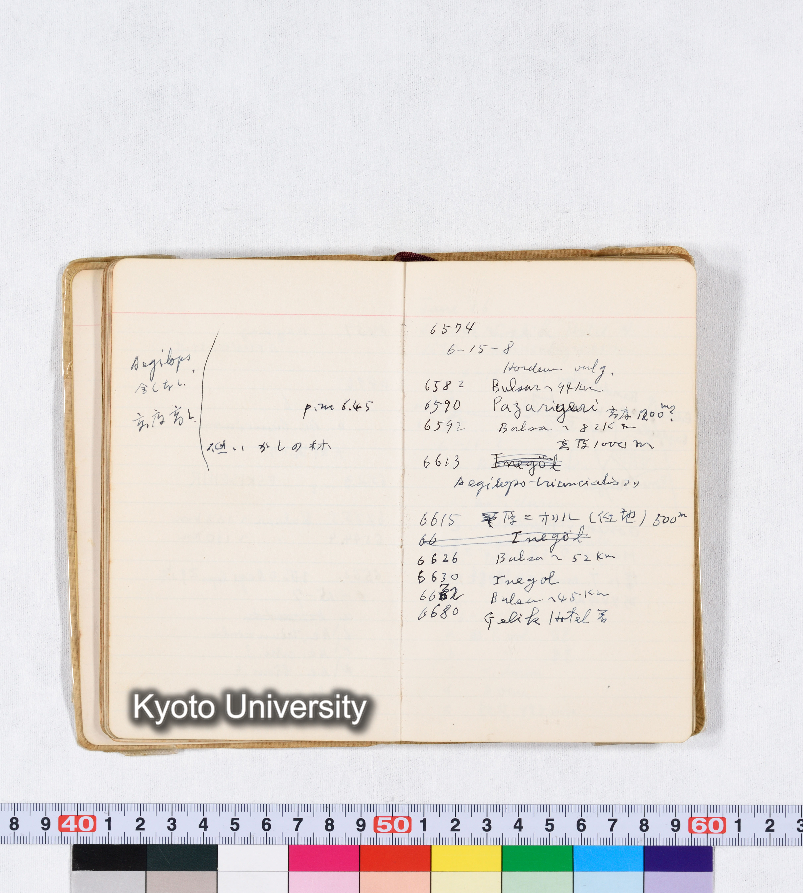 採集 II 1959 BMUK (34)