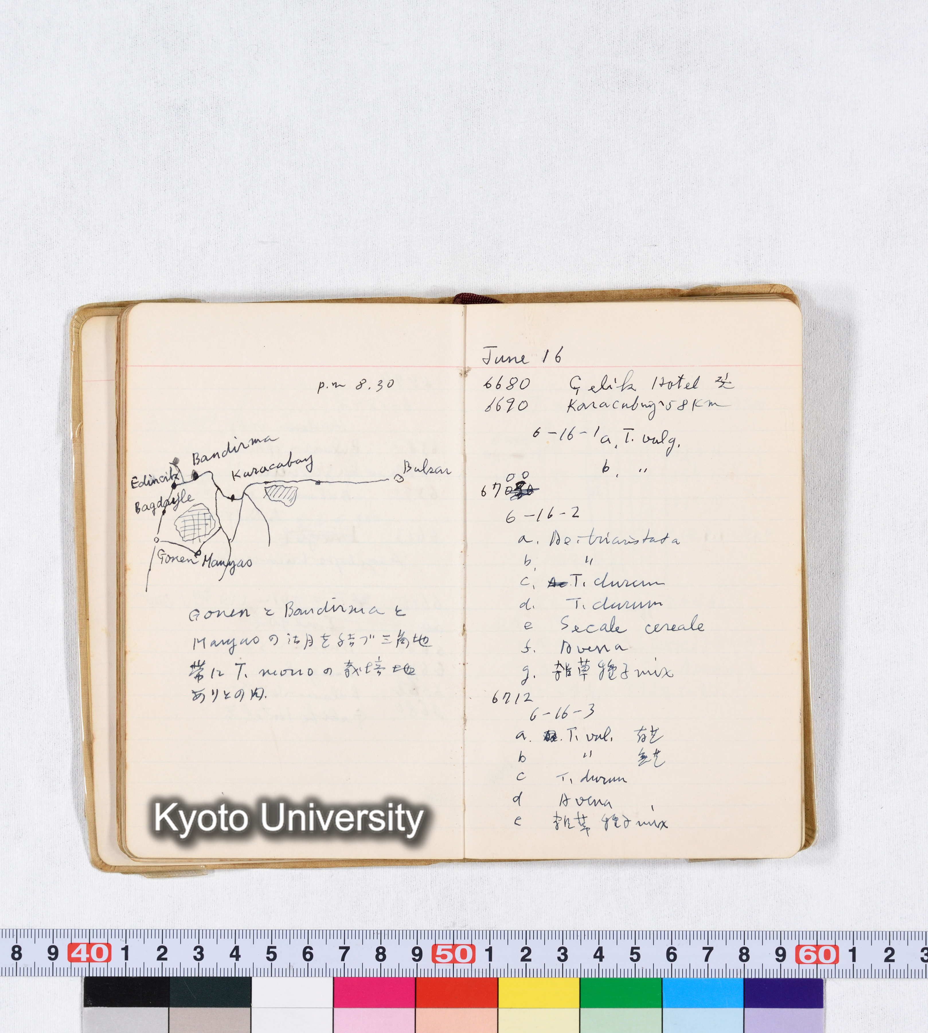 採集 II 1959 BMUK (35)