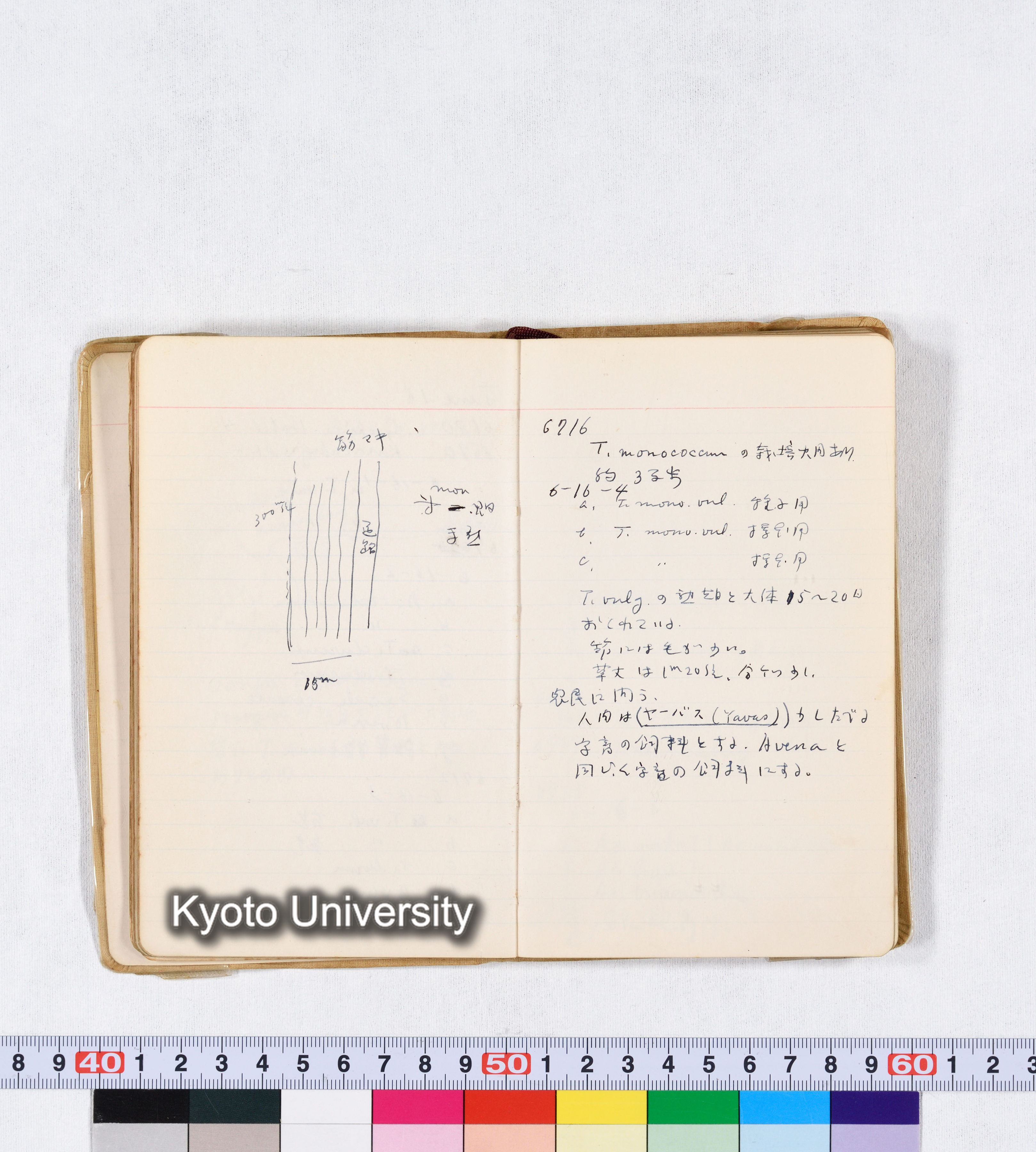 採集 II 1959 BMUK (36)