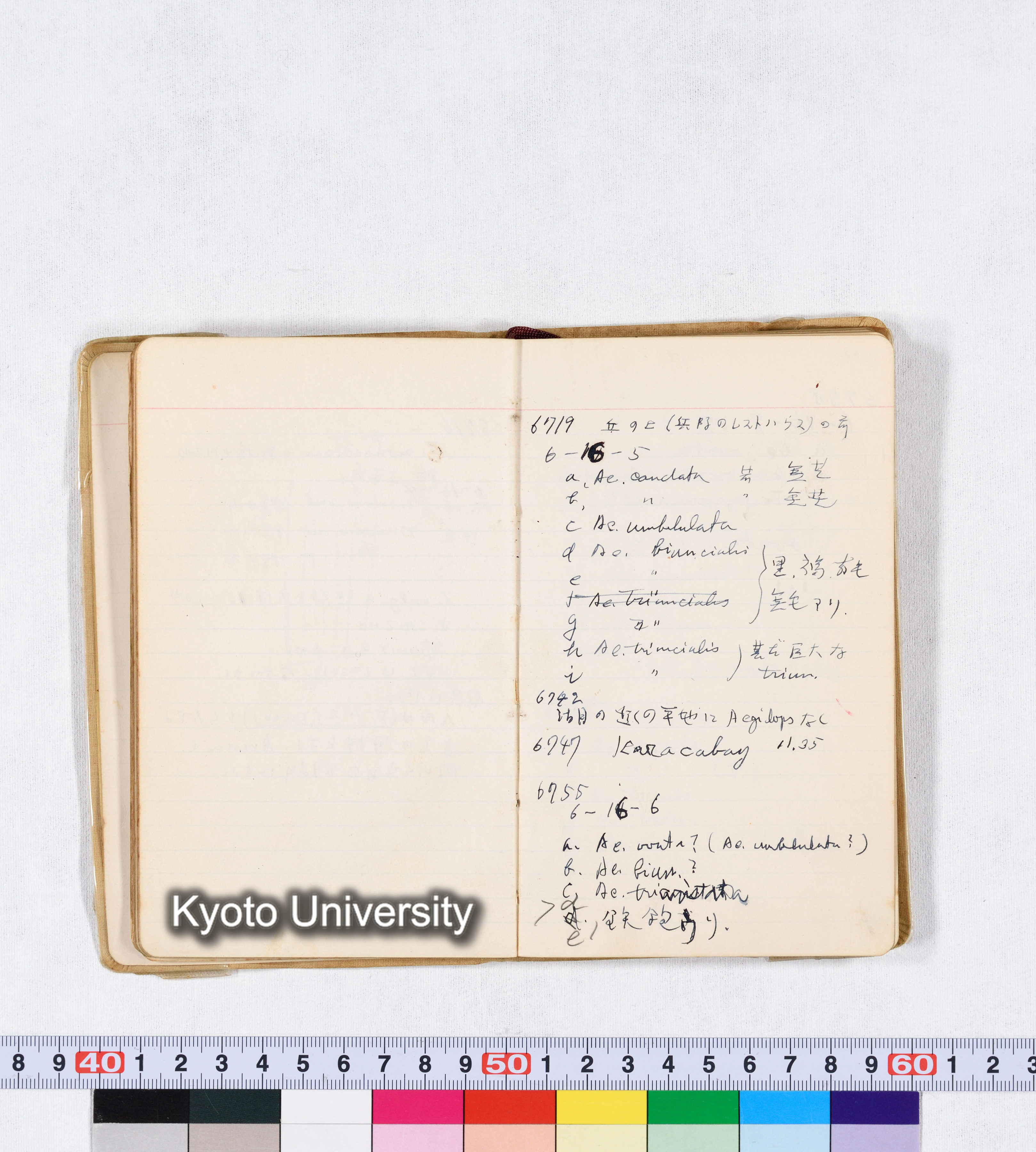 採集 II 1959 BMUK (37)