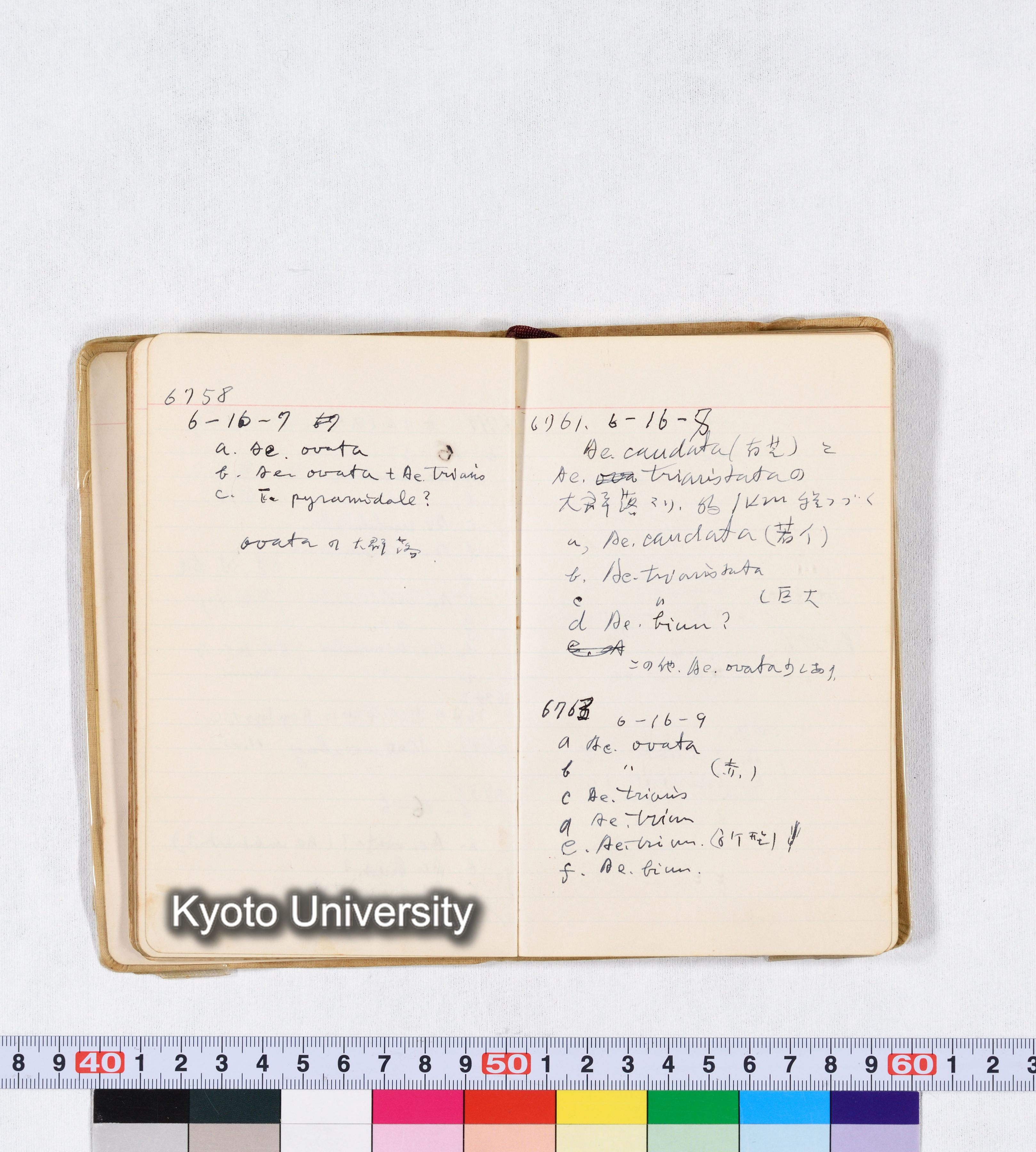 採集 II 1959 BMUK (38)