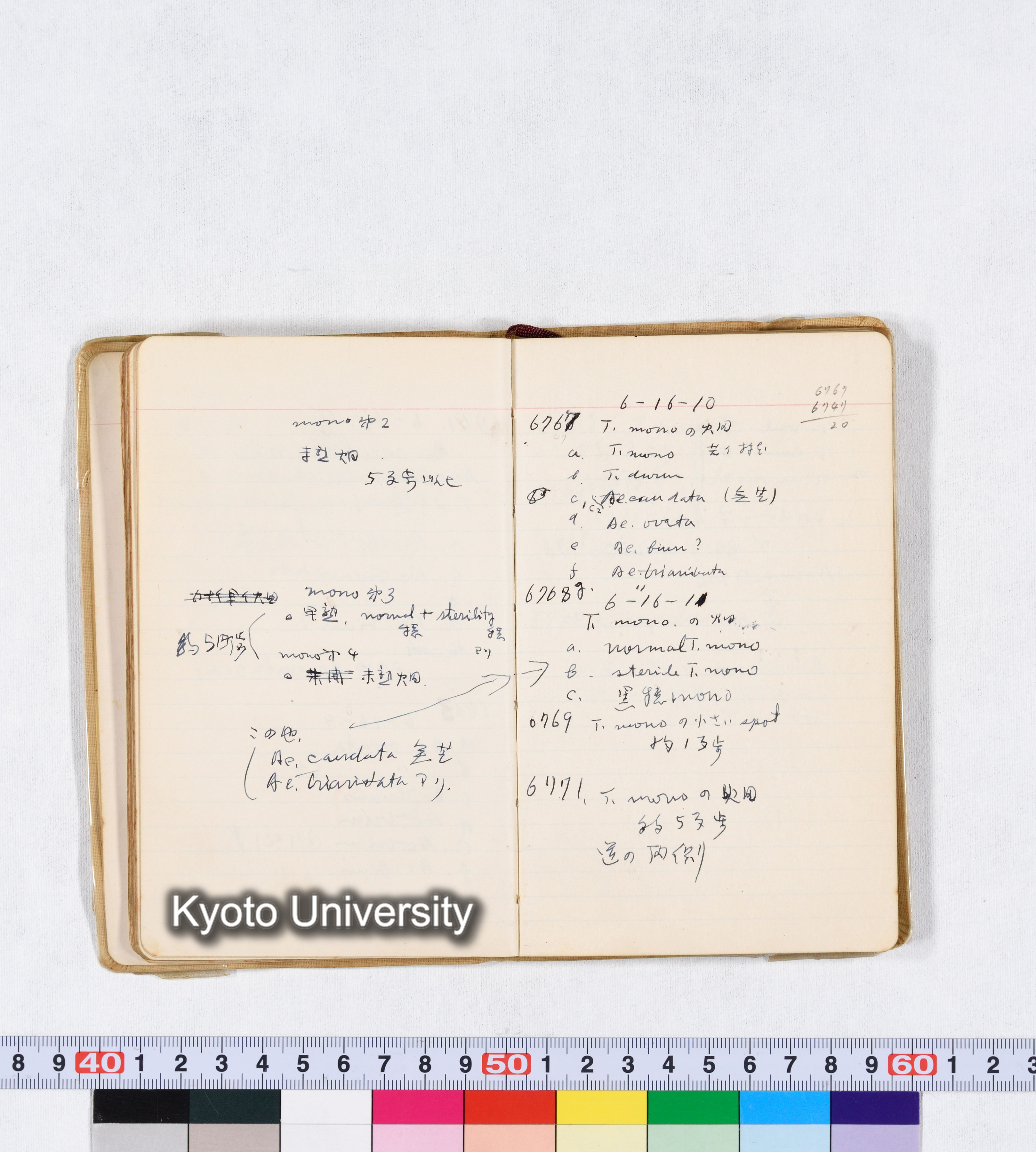 採集 II 1959 BMUK (39)