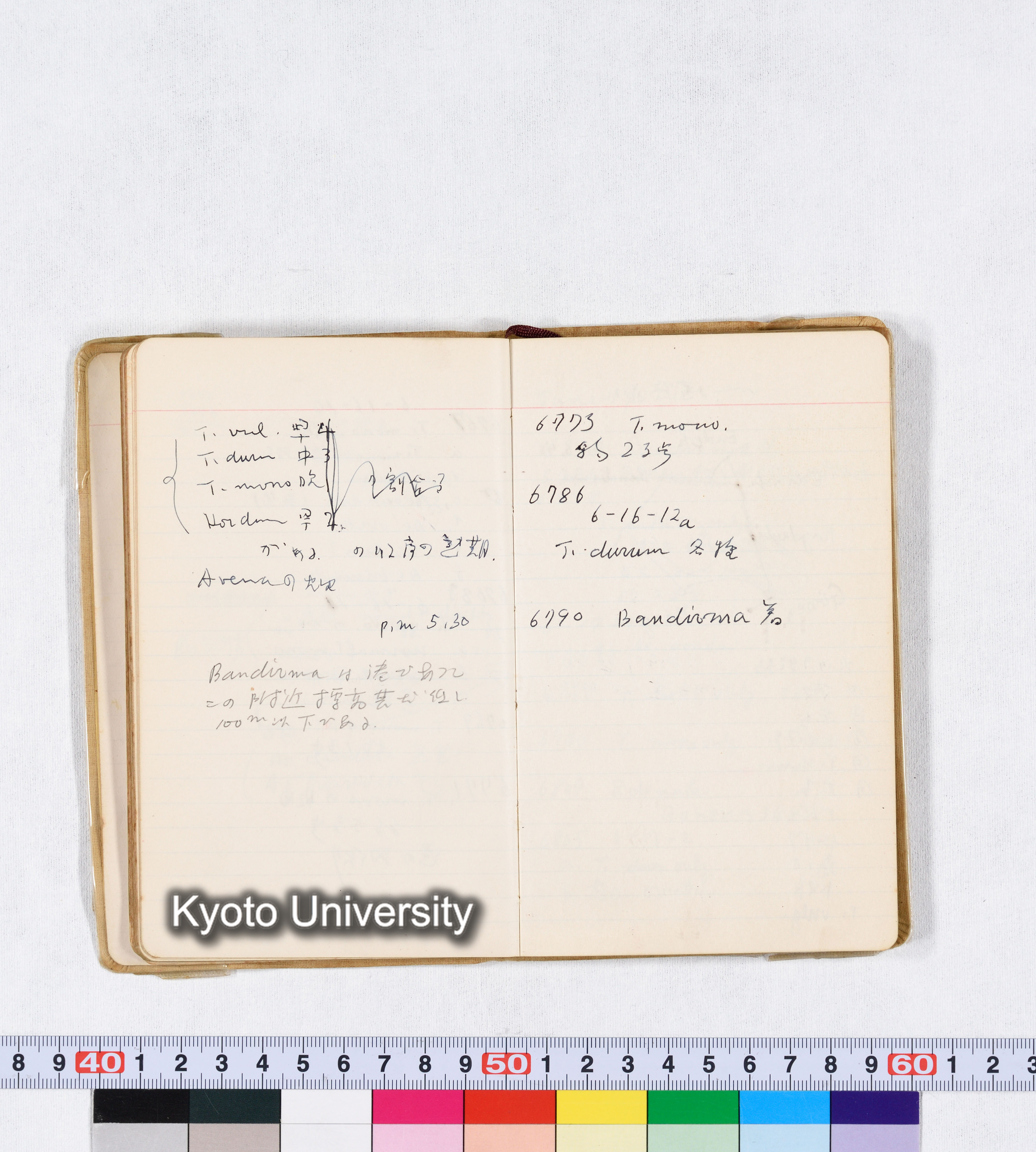 採集 II 1959 BMUK (40)