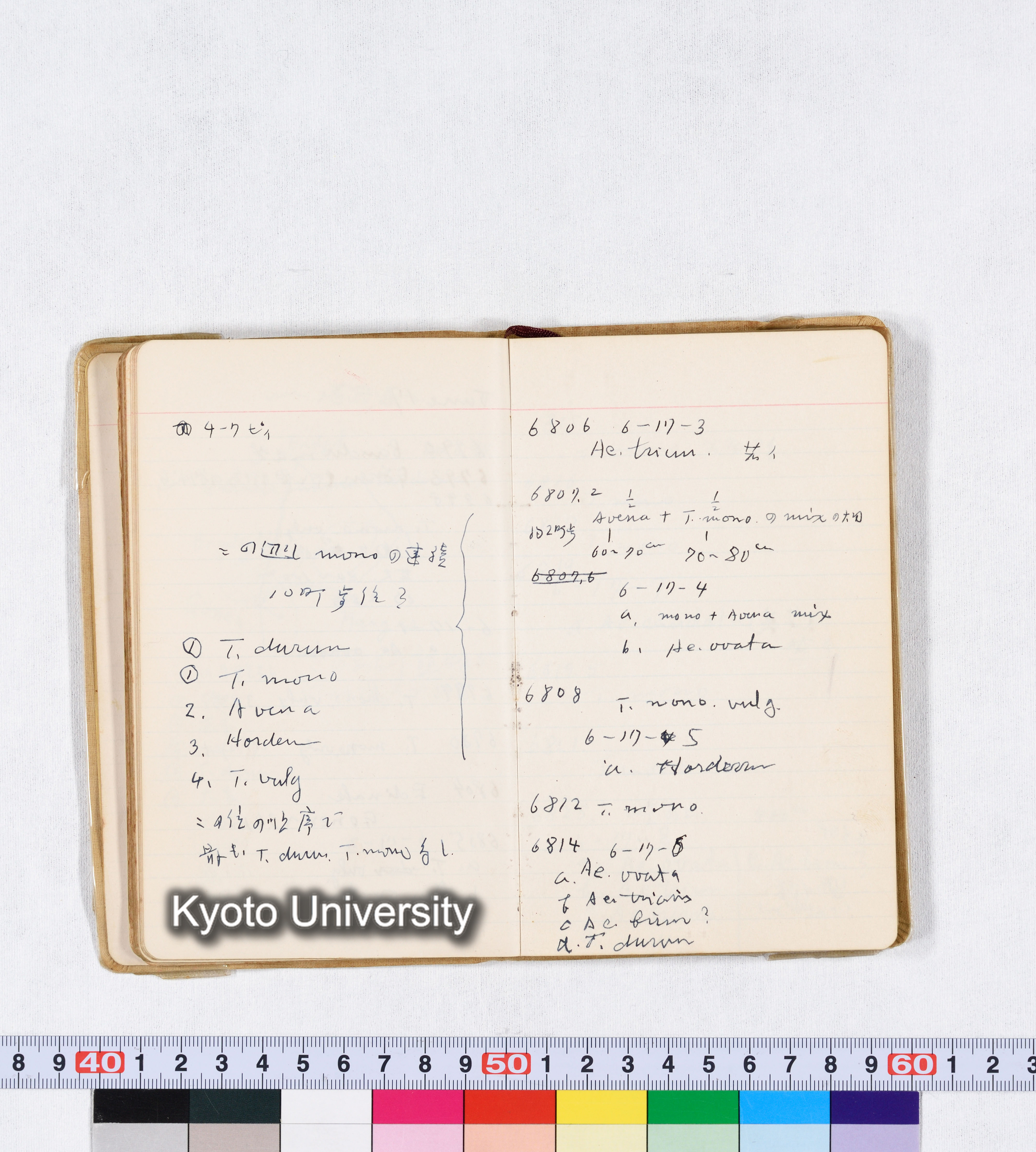 採集 II 1959 BMUK (42)