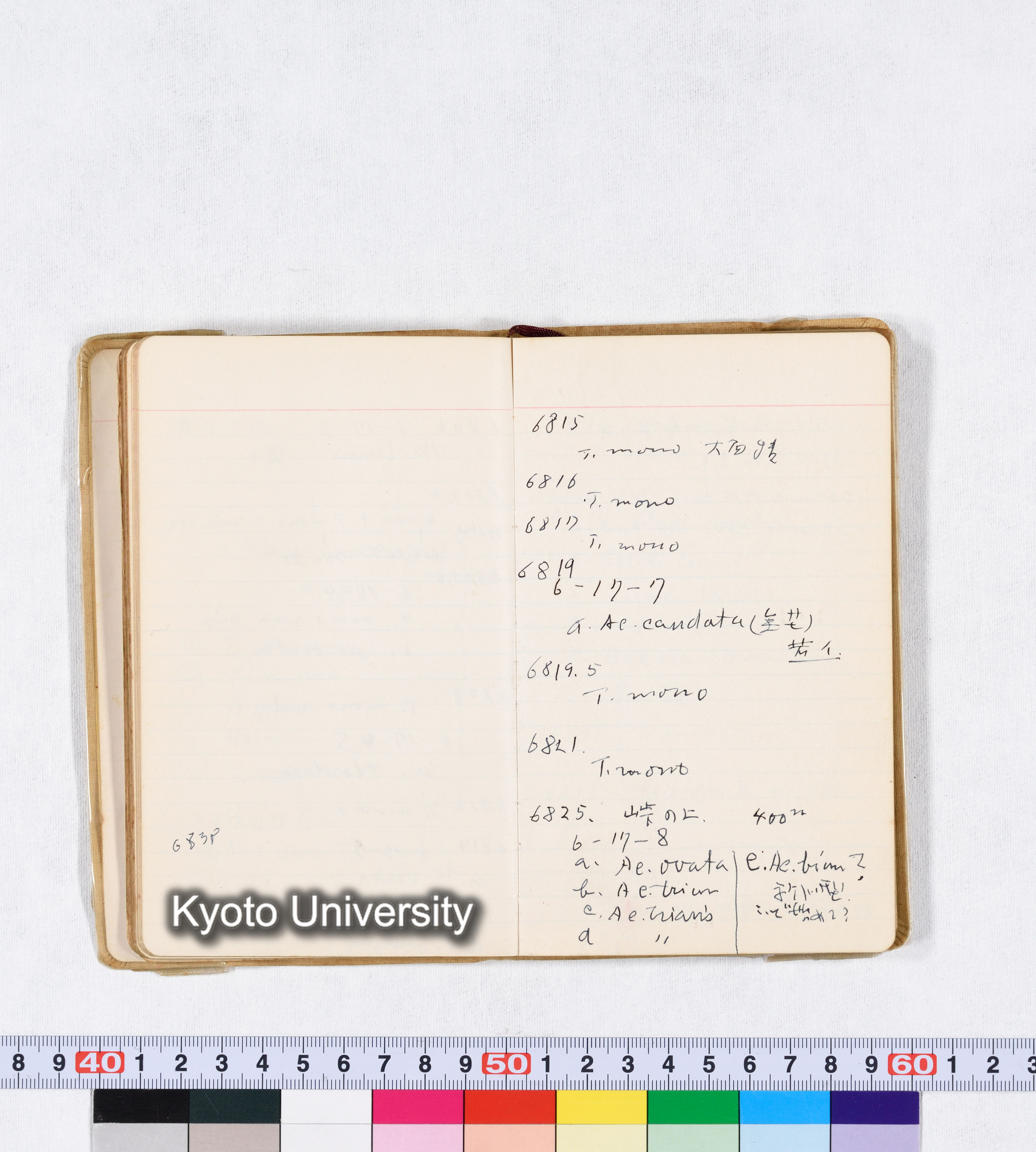 採集 II 1959 BMUK (43)