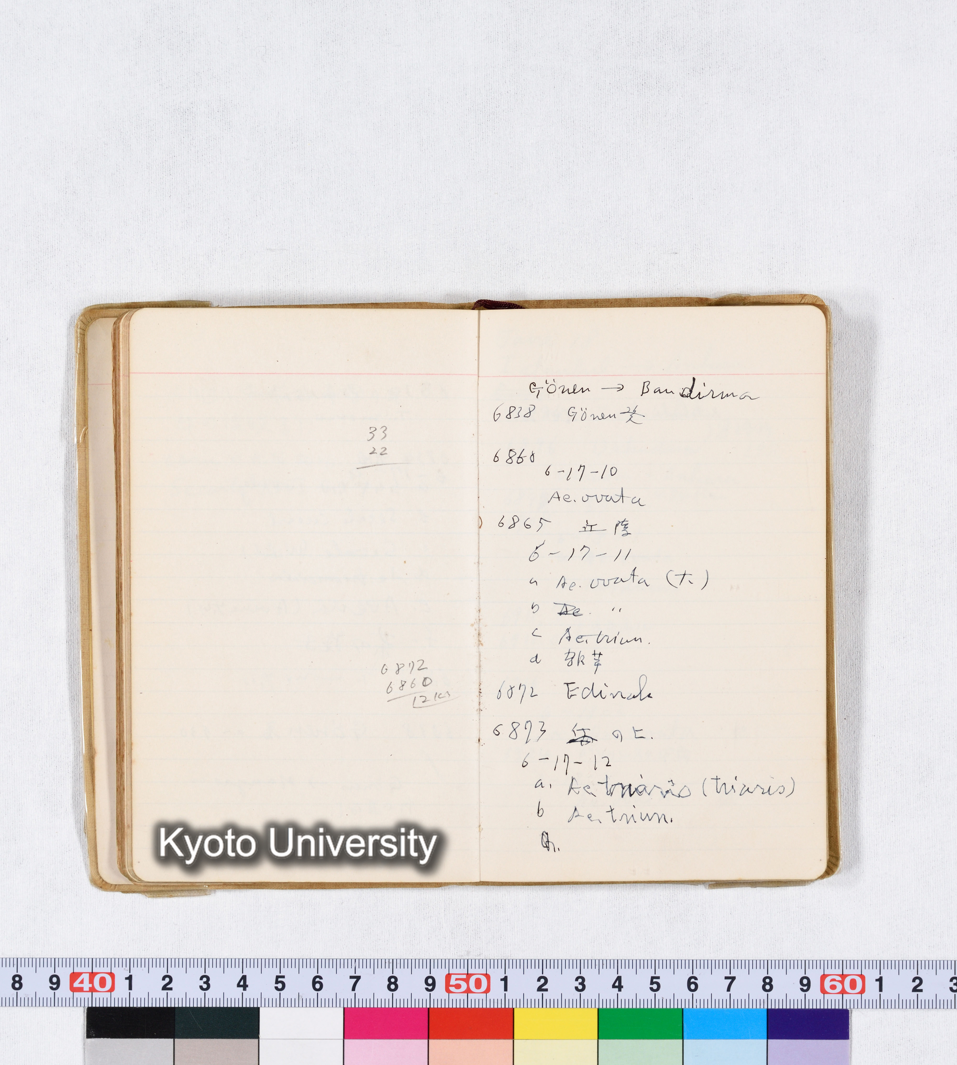 採集 II 1959 BMUK (44)