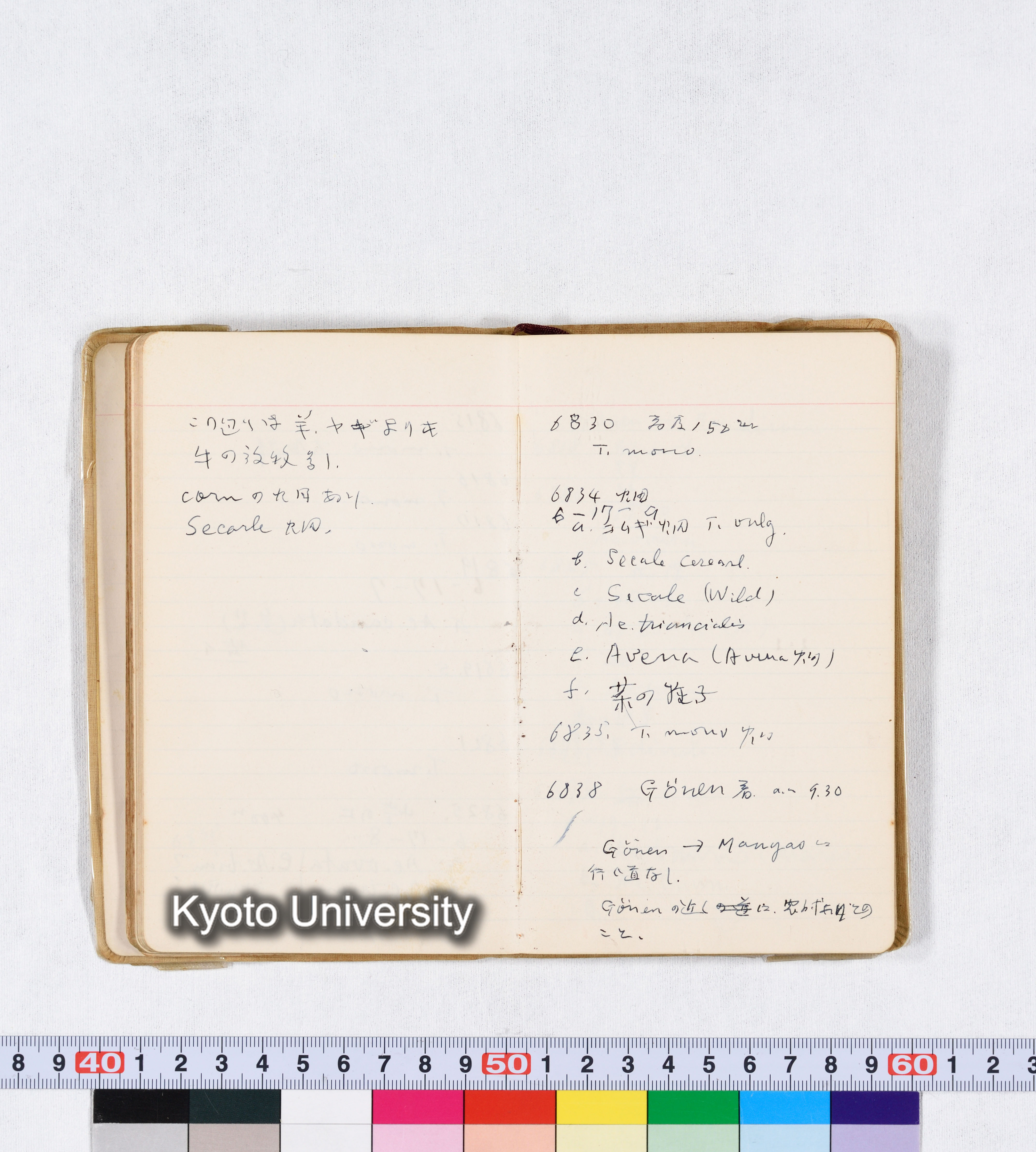 採集 II 1959 BMUK (46)