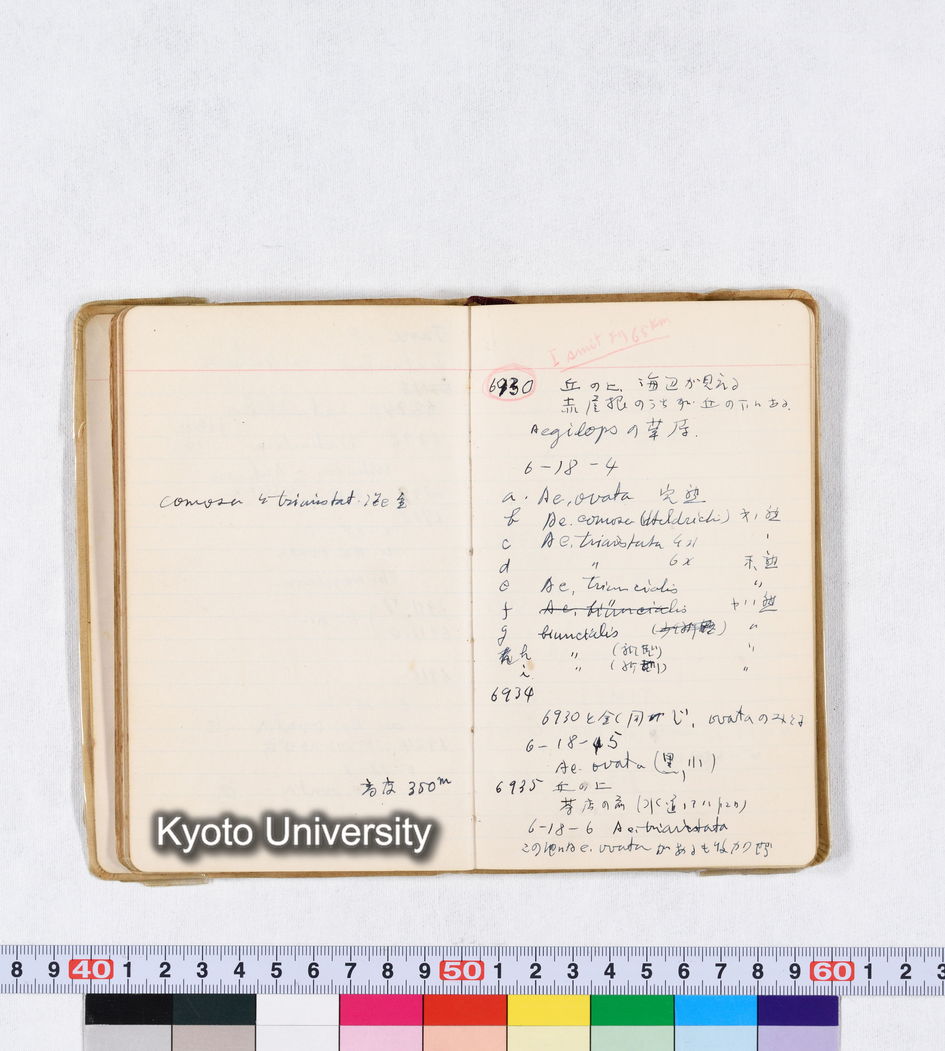 採集 II 1959 BMUK (48)