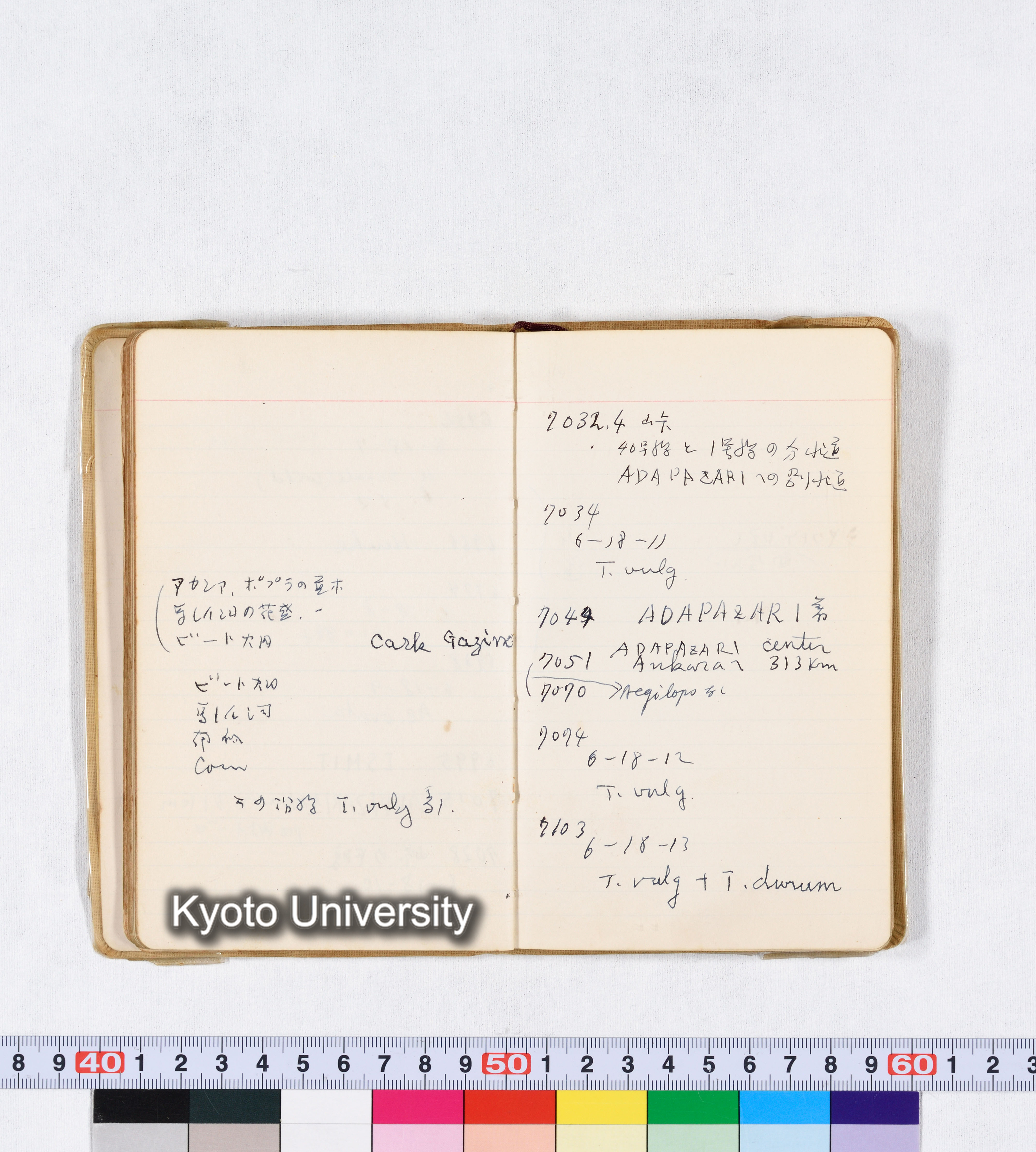 採集 II 1959 BMUK (49)