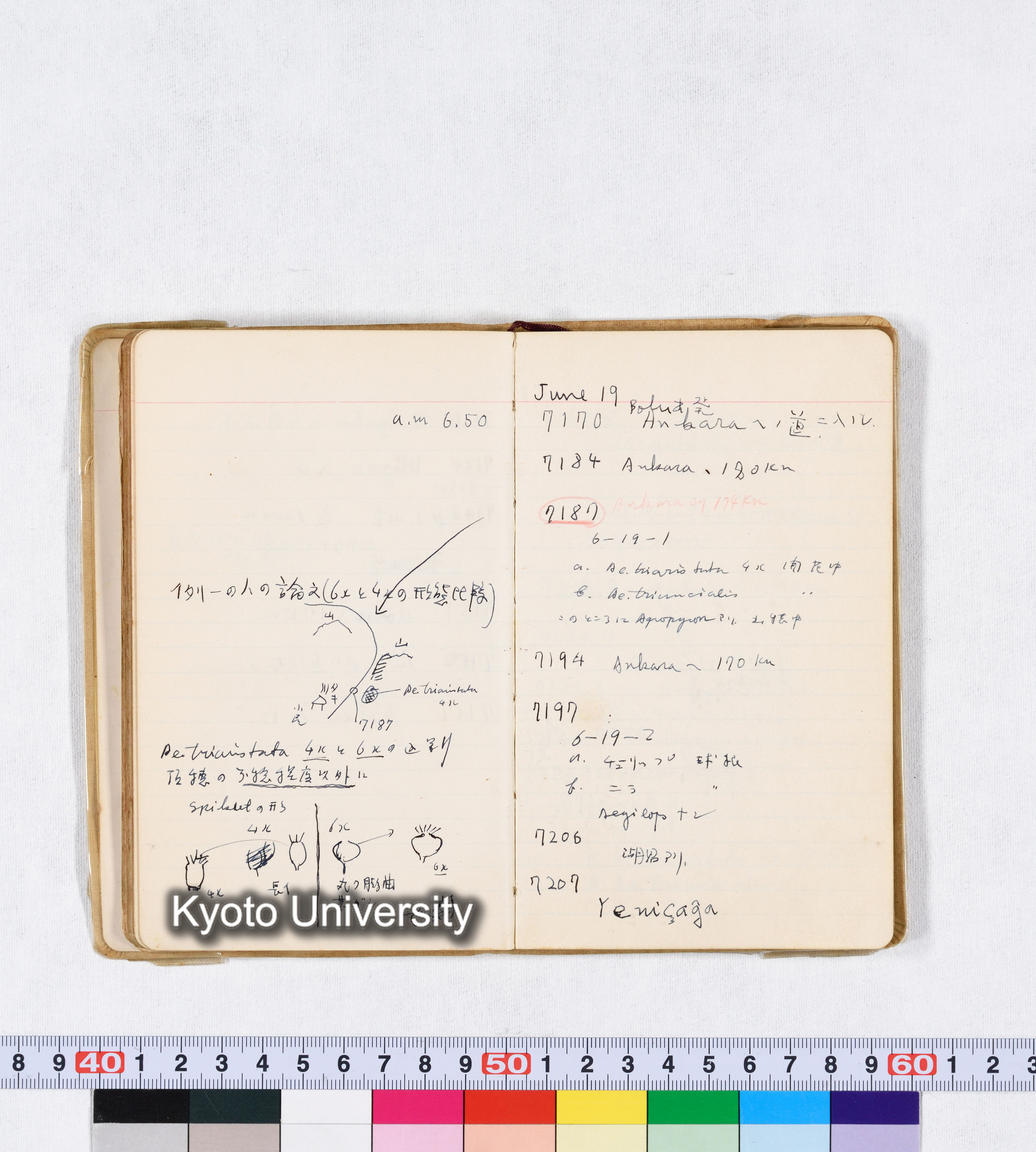 採集 II 1959 BMUK (50)