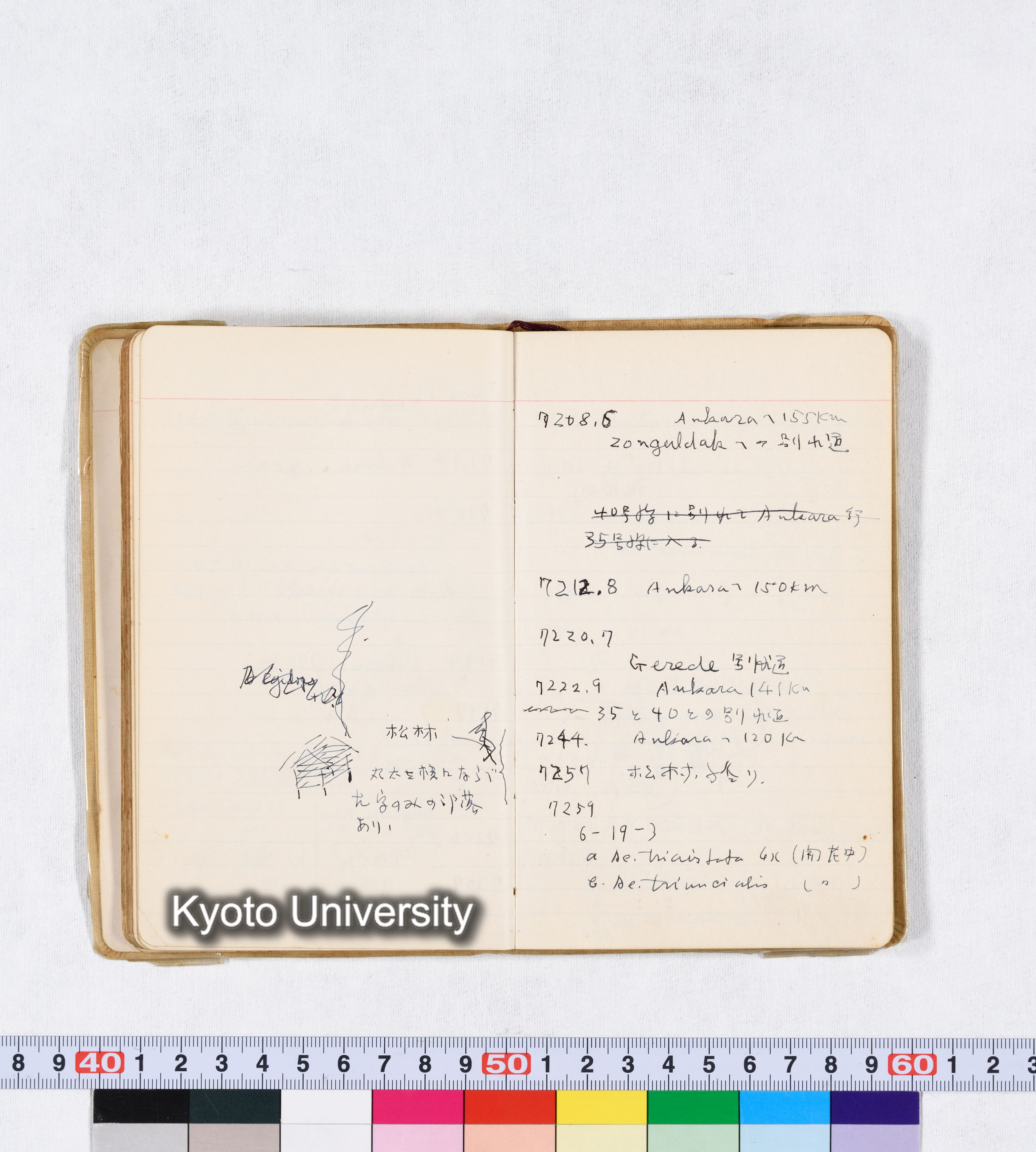 採集 II 1959 BMUK (52)