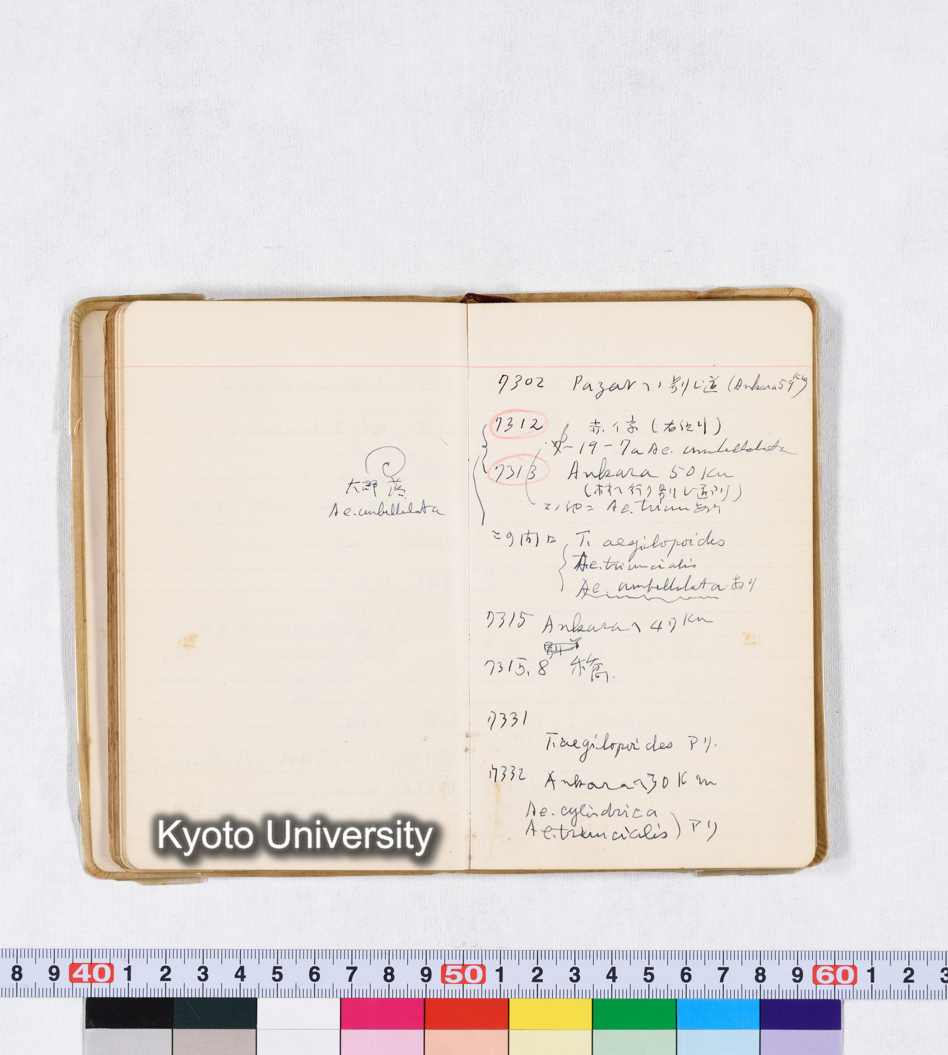 採集 II 1959 BMUK (53)