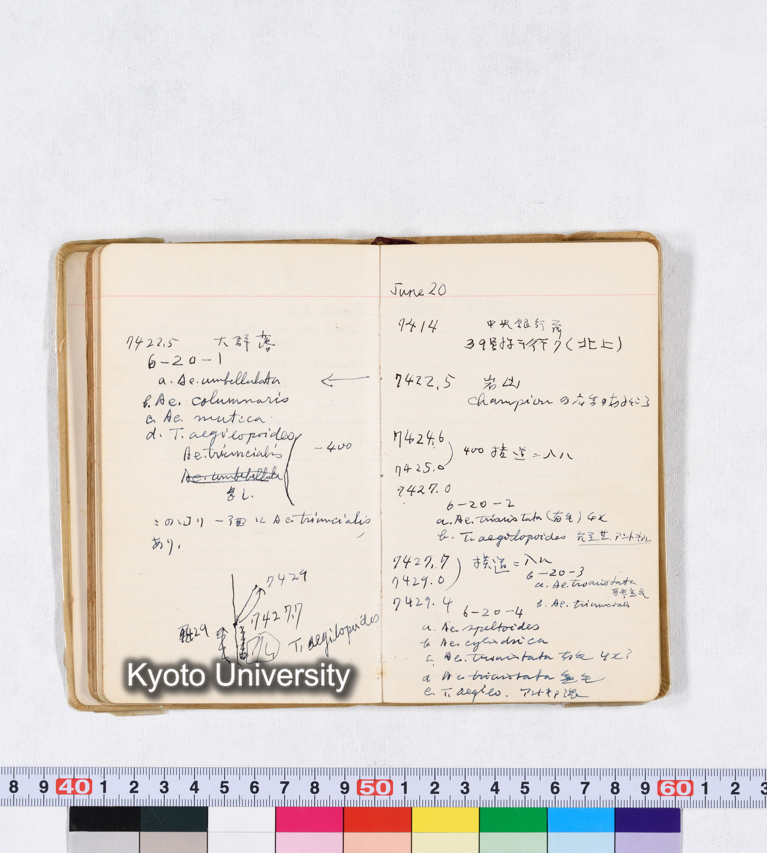 採集 II 1959 BMUK (56)