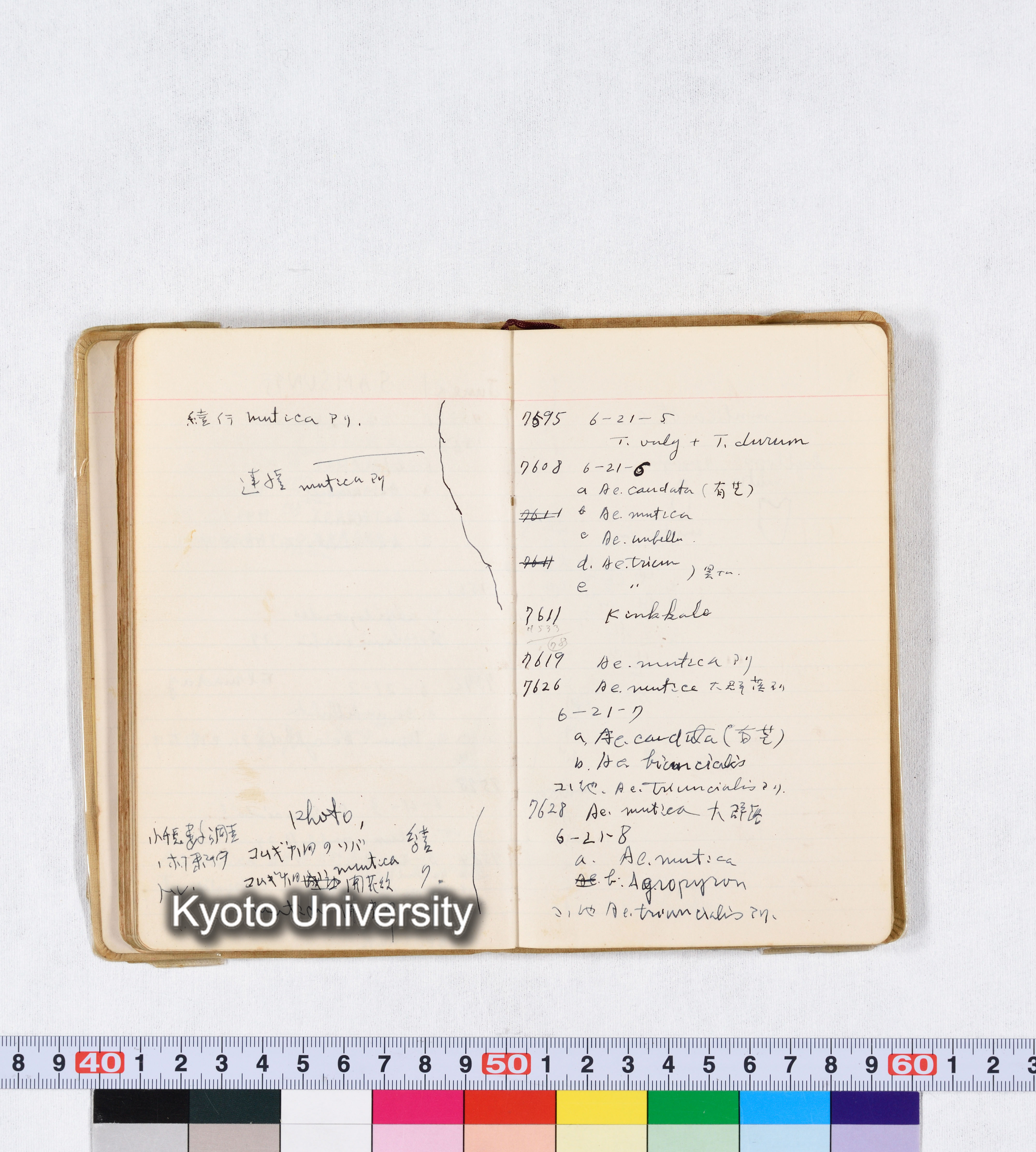 採集 II 1959 BMUK (59)