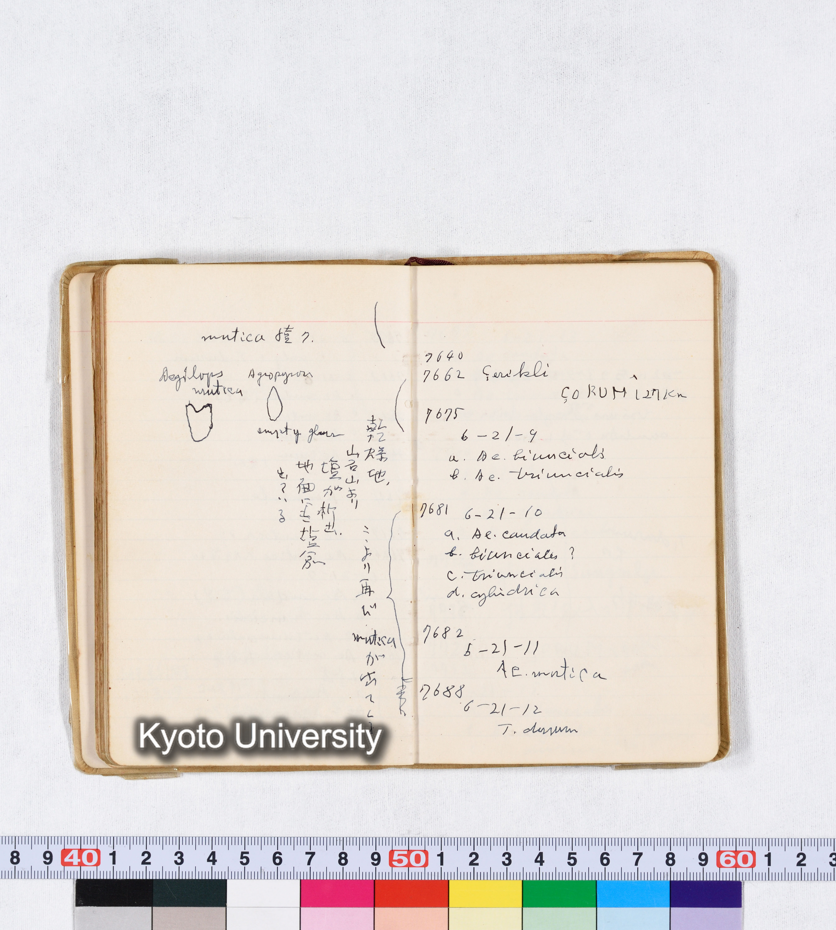 採集 II 1959 BMUK (60)