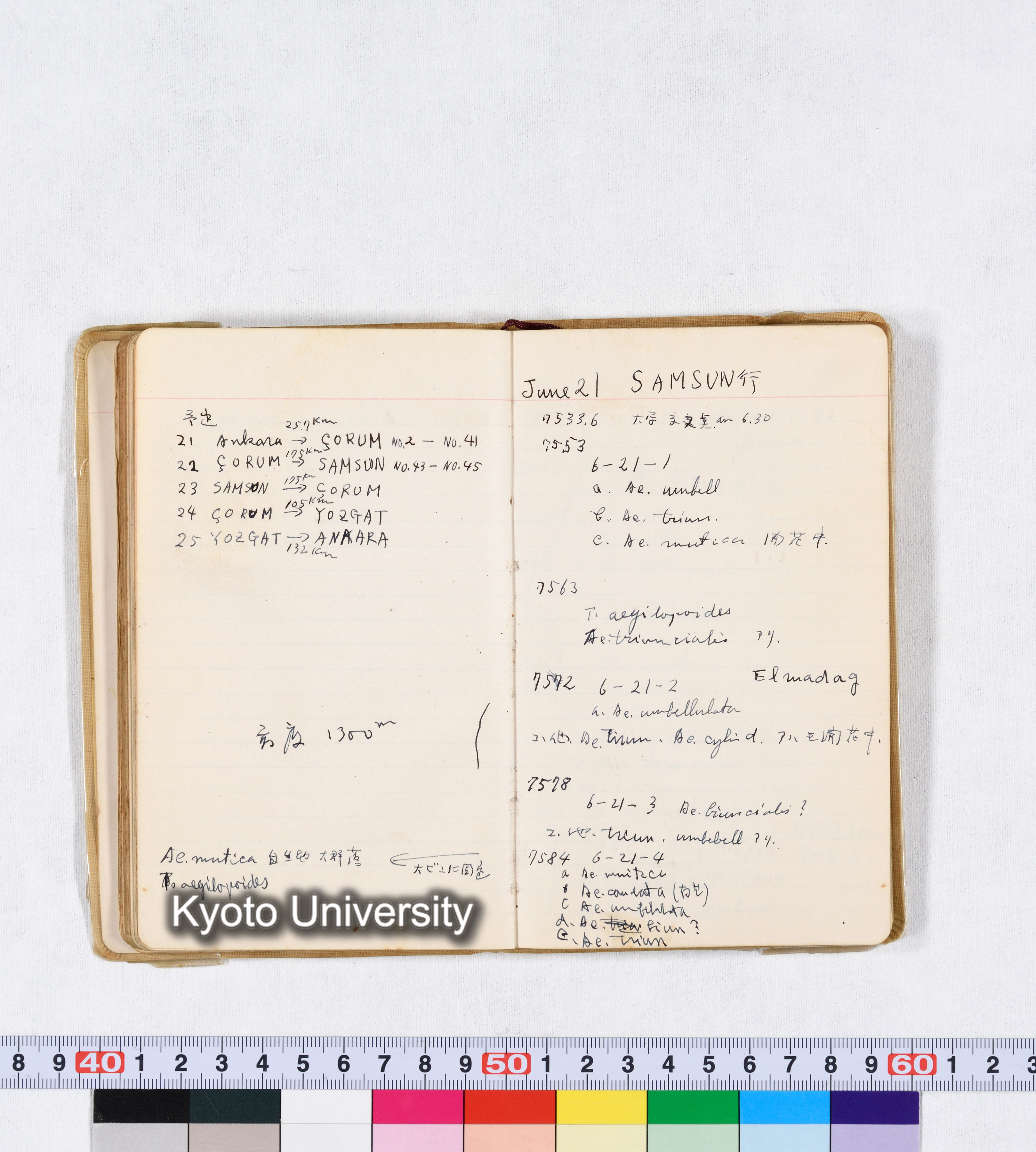 採集 II 1959 BMUK (61)