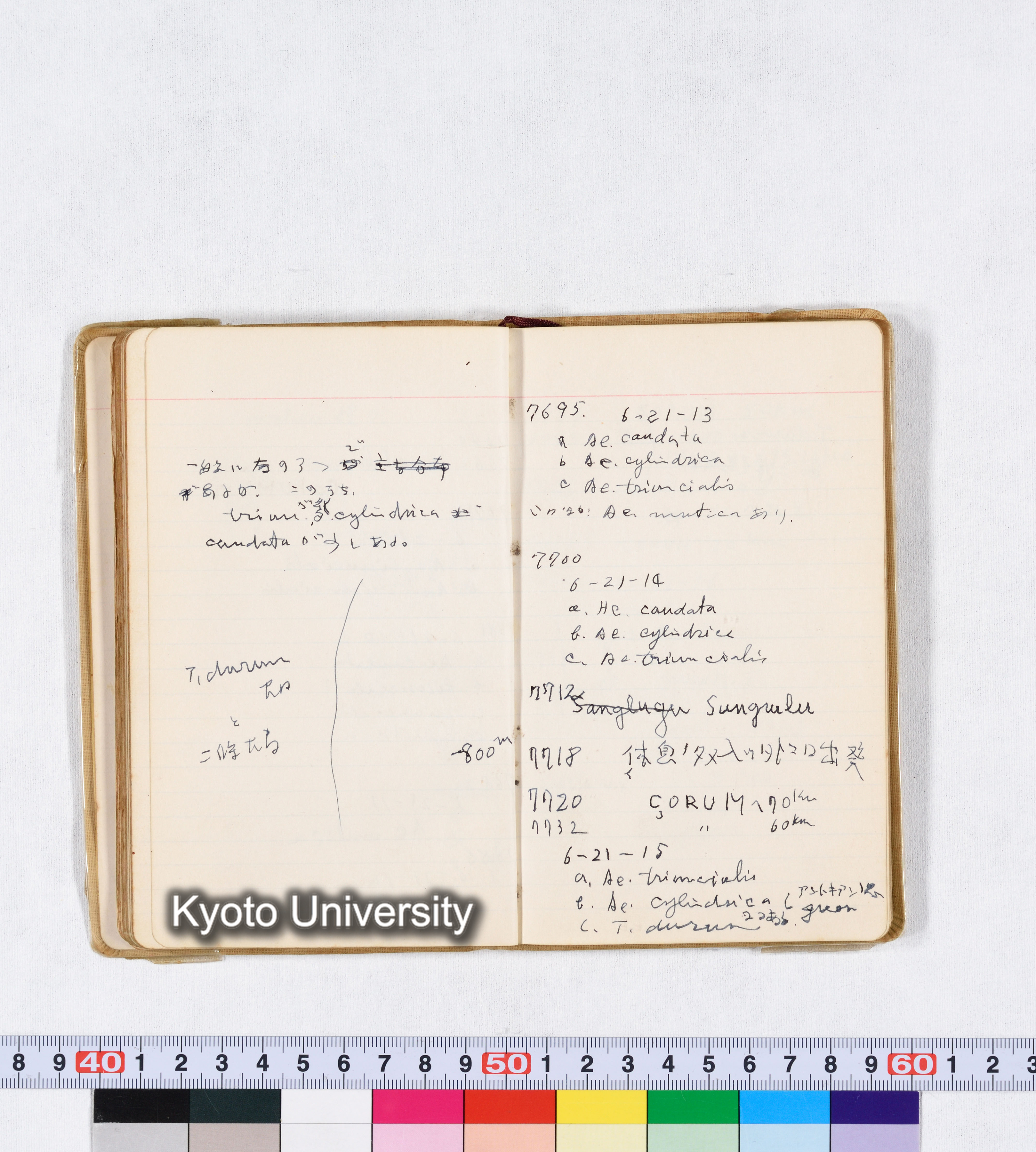 採集 II 1959 BMUK (62)