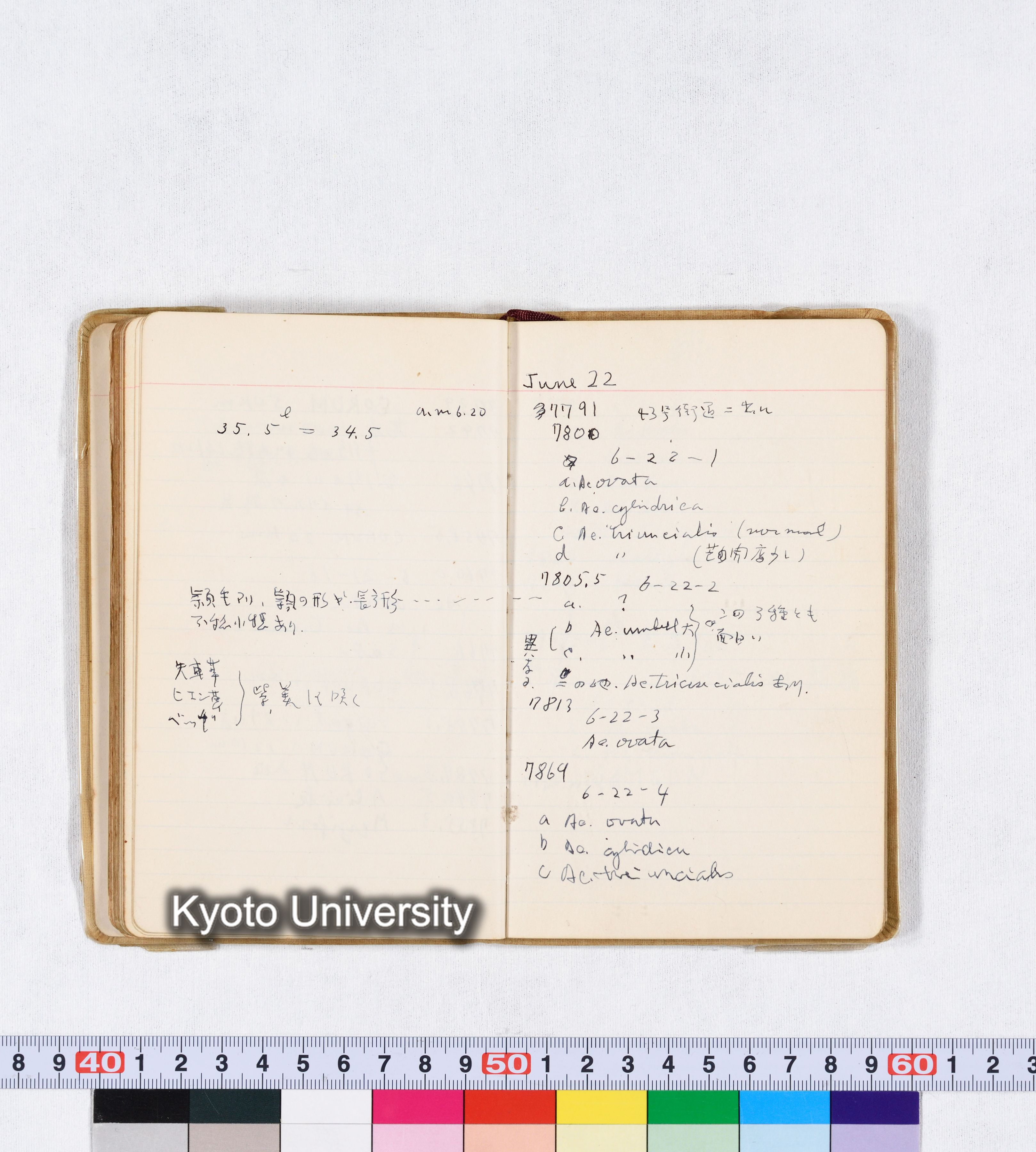 採集 II 1959 BMUK (63)