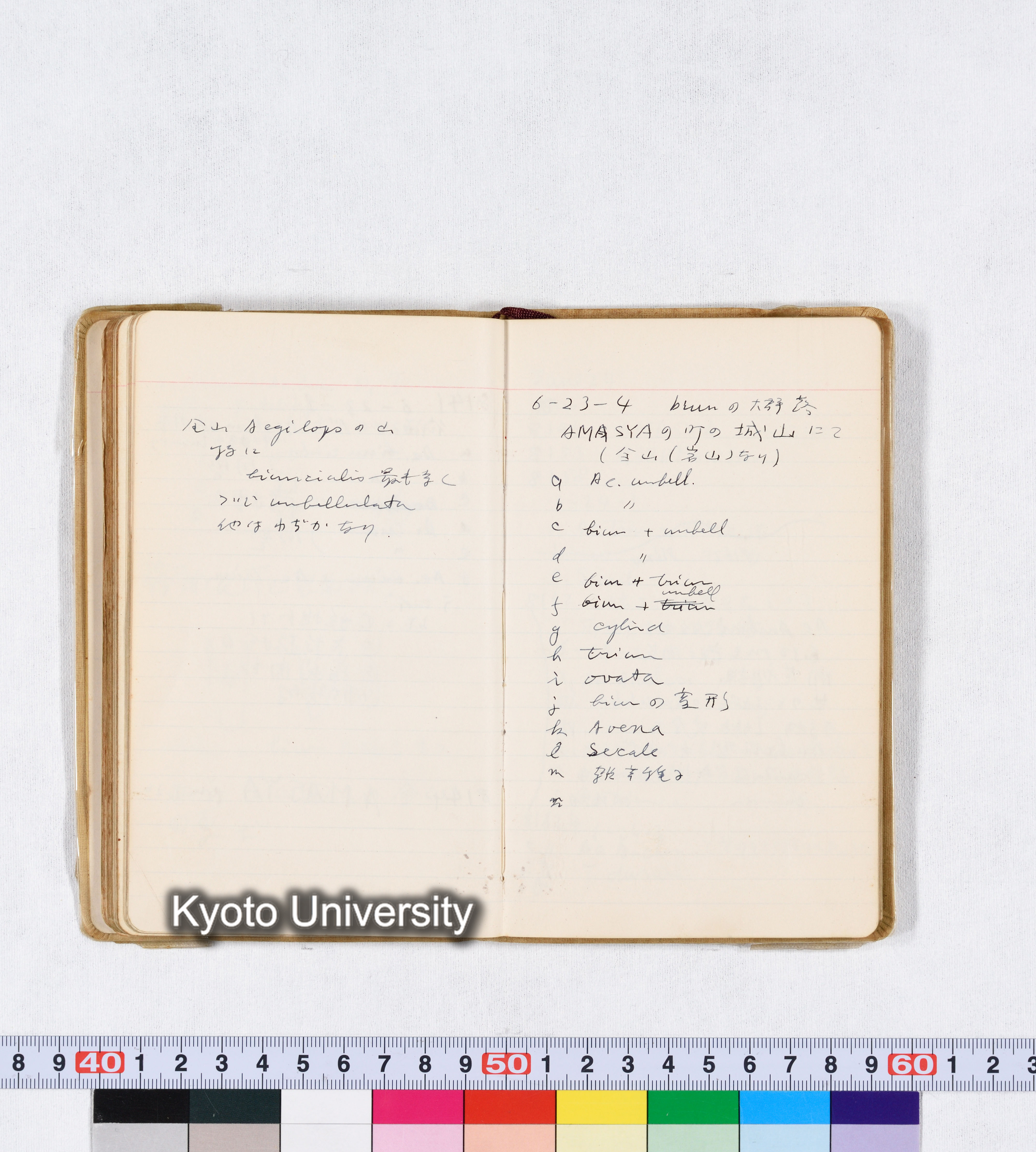 採集 II 1959 BMUK (68)