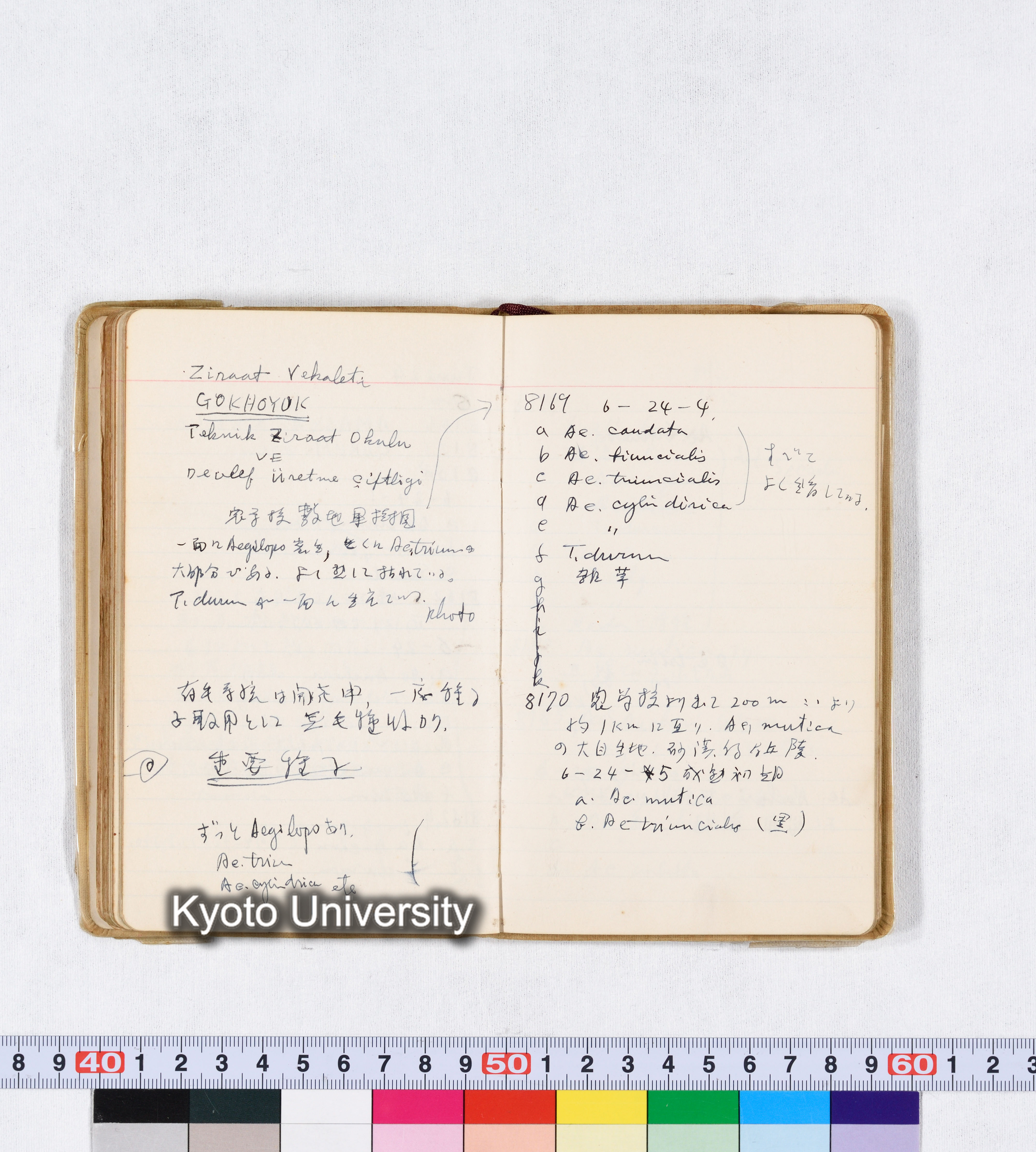 採集 II 1959 BMUK (70)