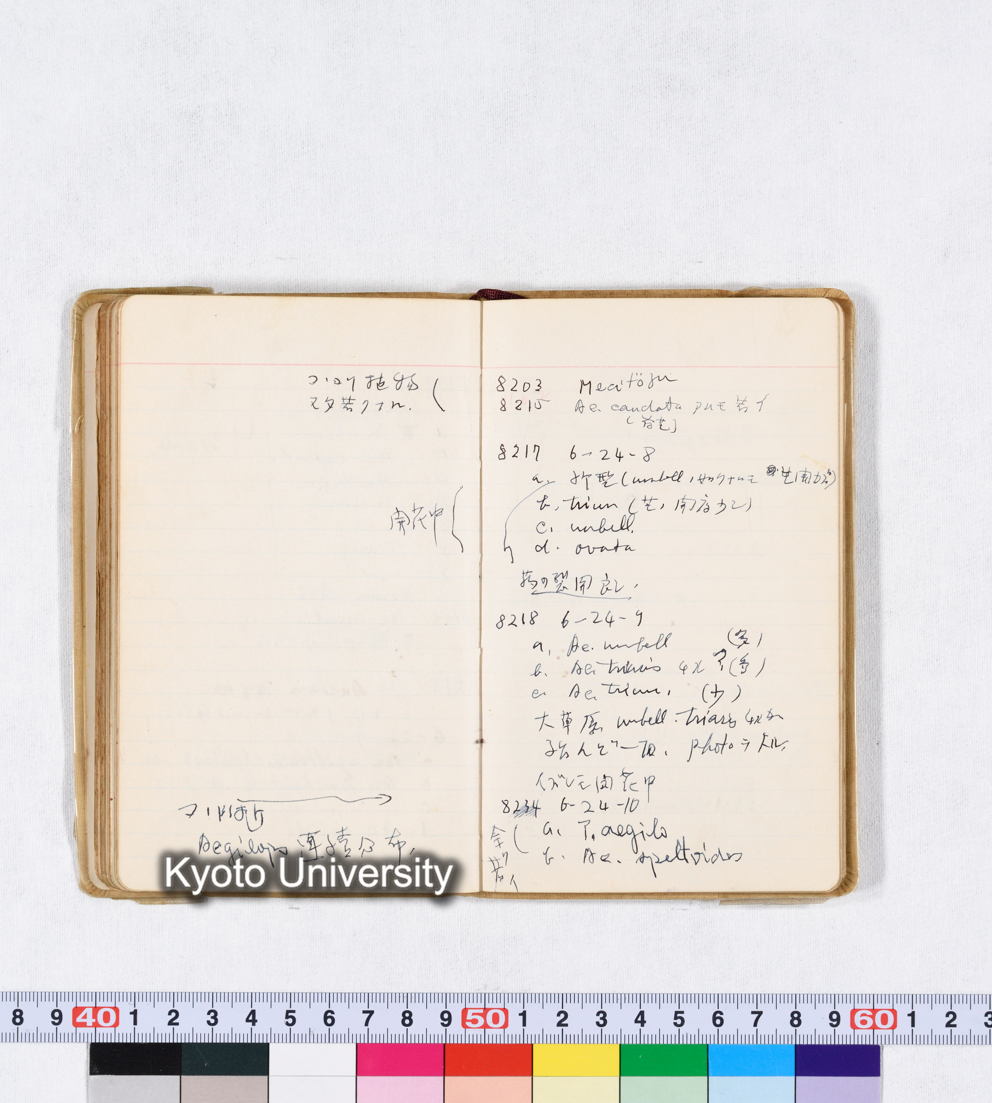 採集 II 1959 BMUK (71)