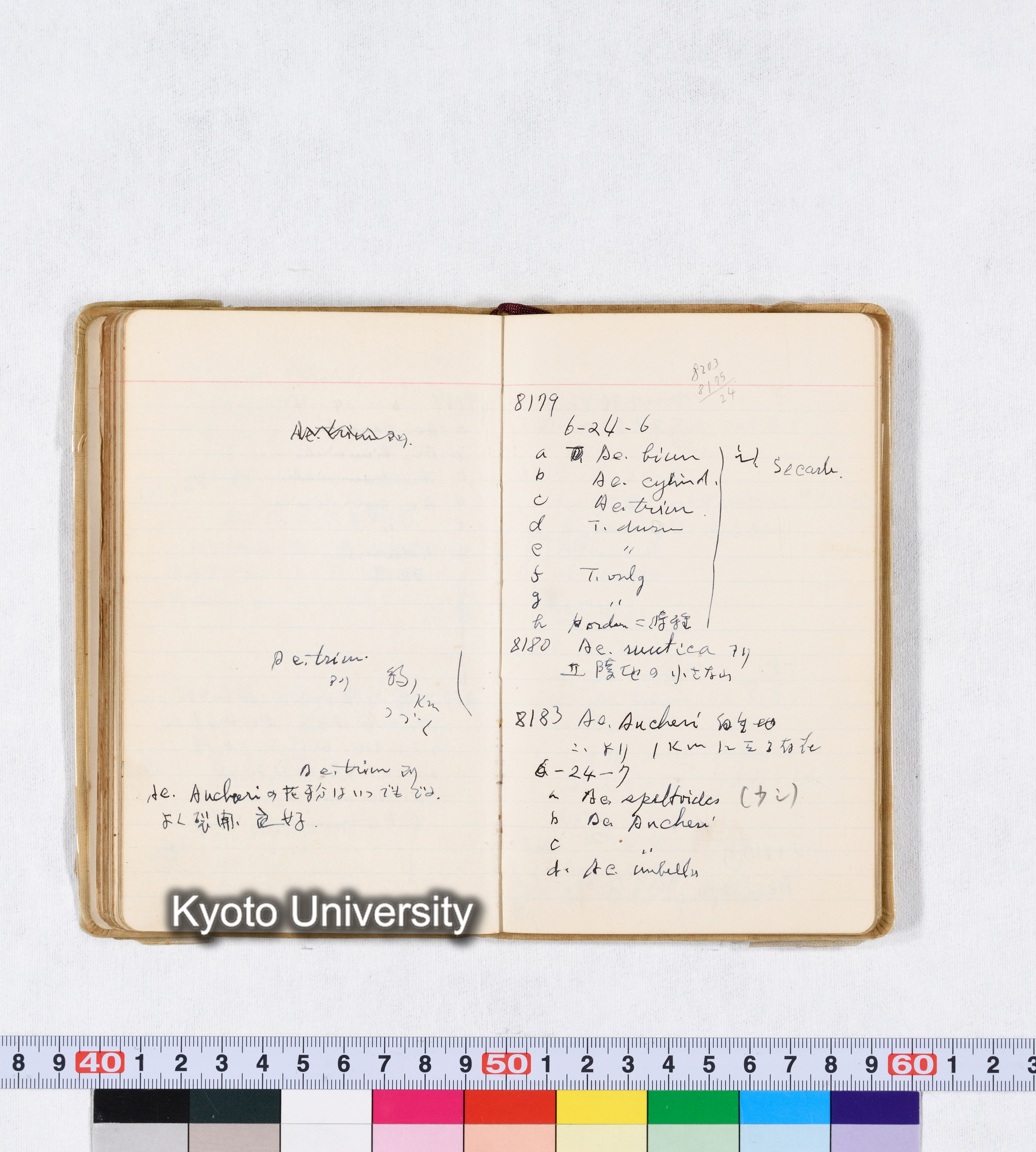 採集 II 1959 BMUK (72)