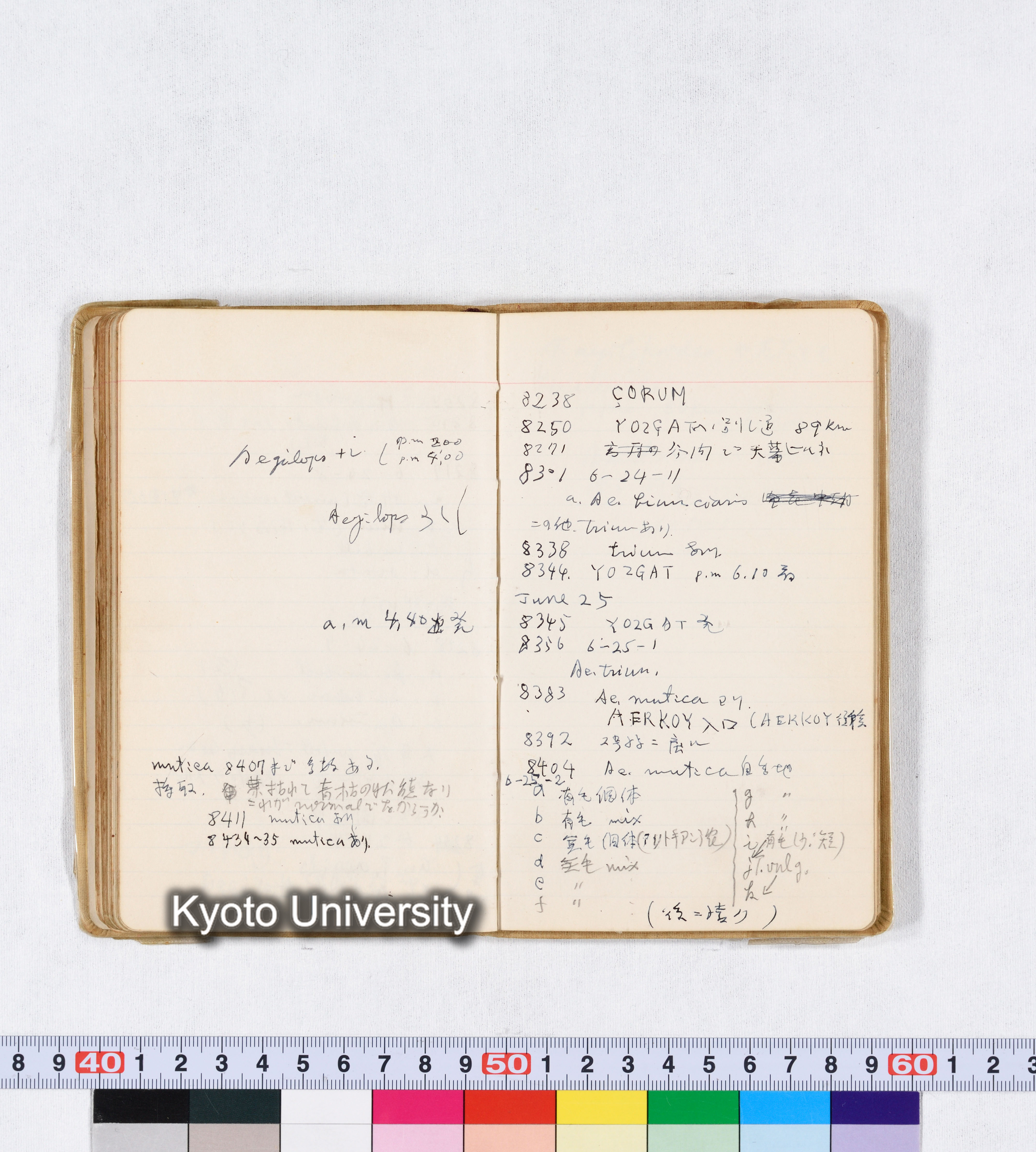 採集 II 1959 BMUK (73)