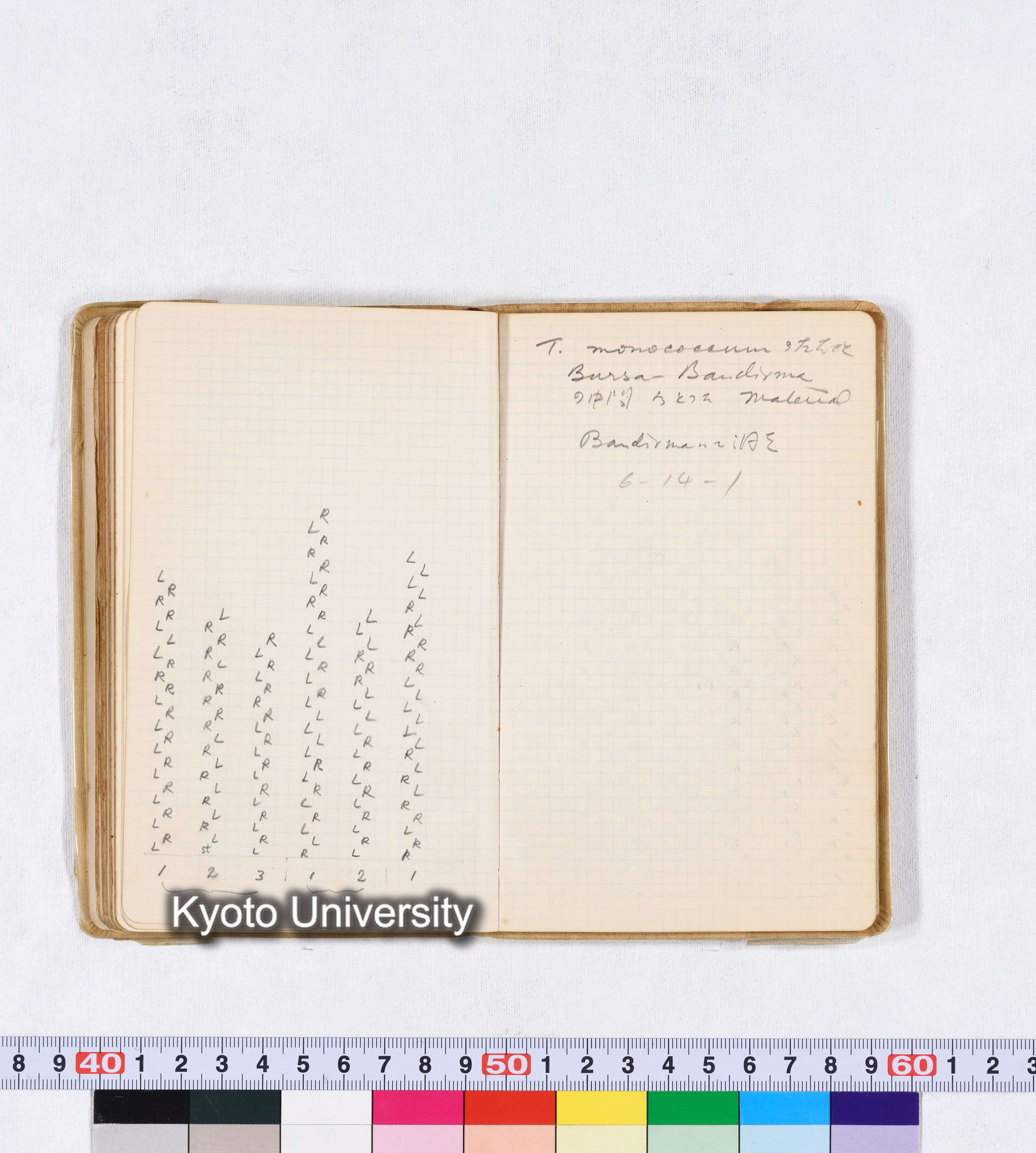 採集 II 1959 BMUK (75)