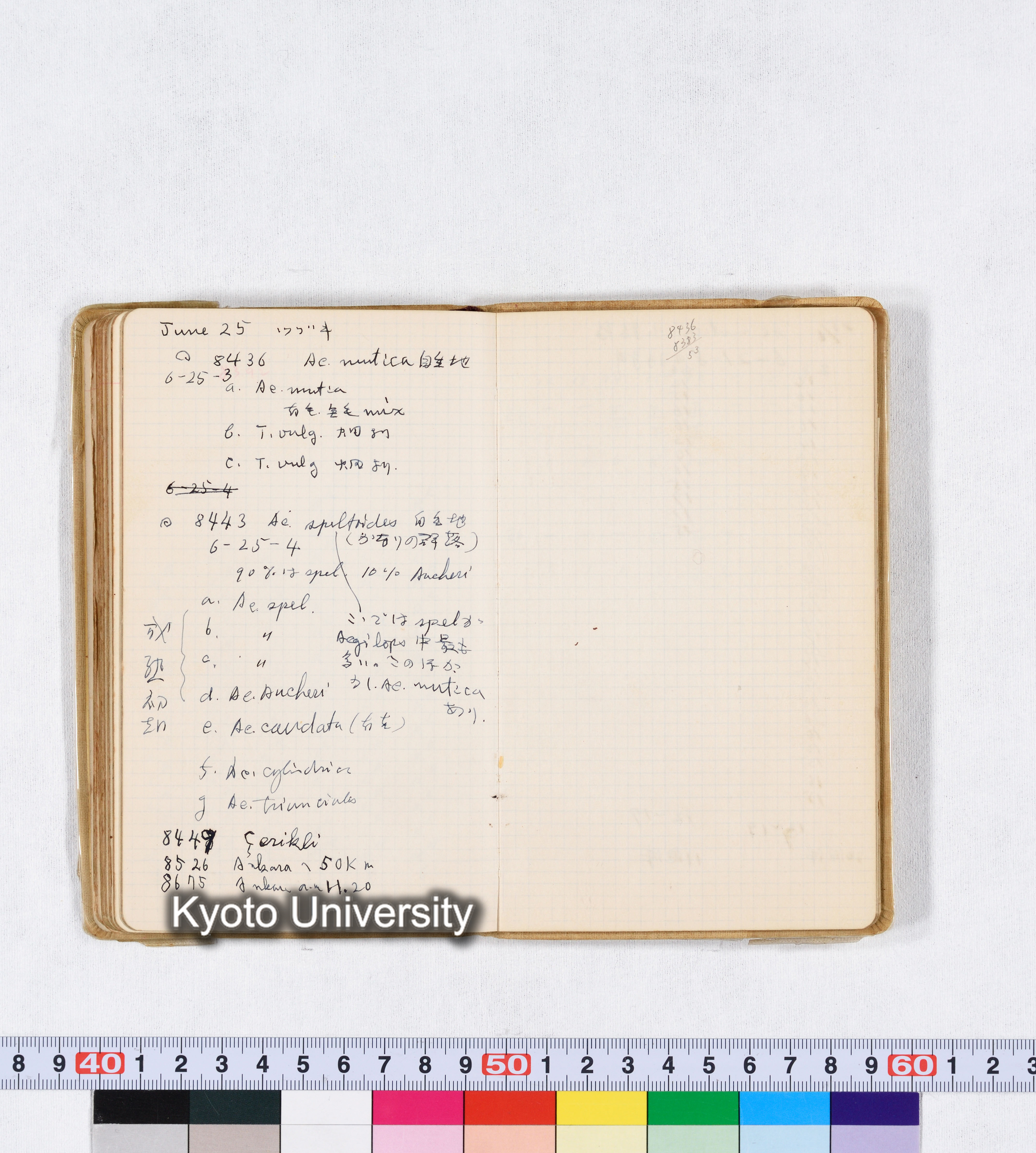 採集 II 1959 BMUK (79)