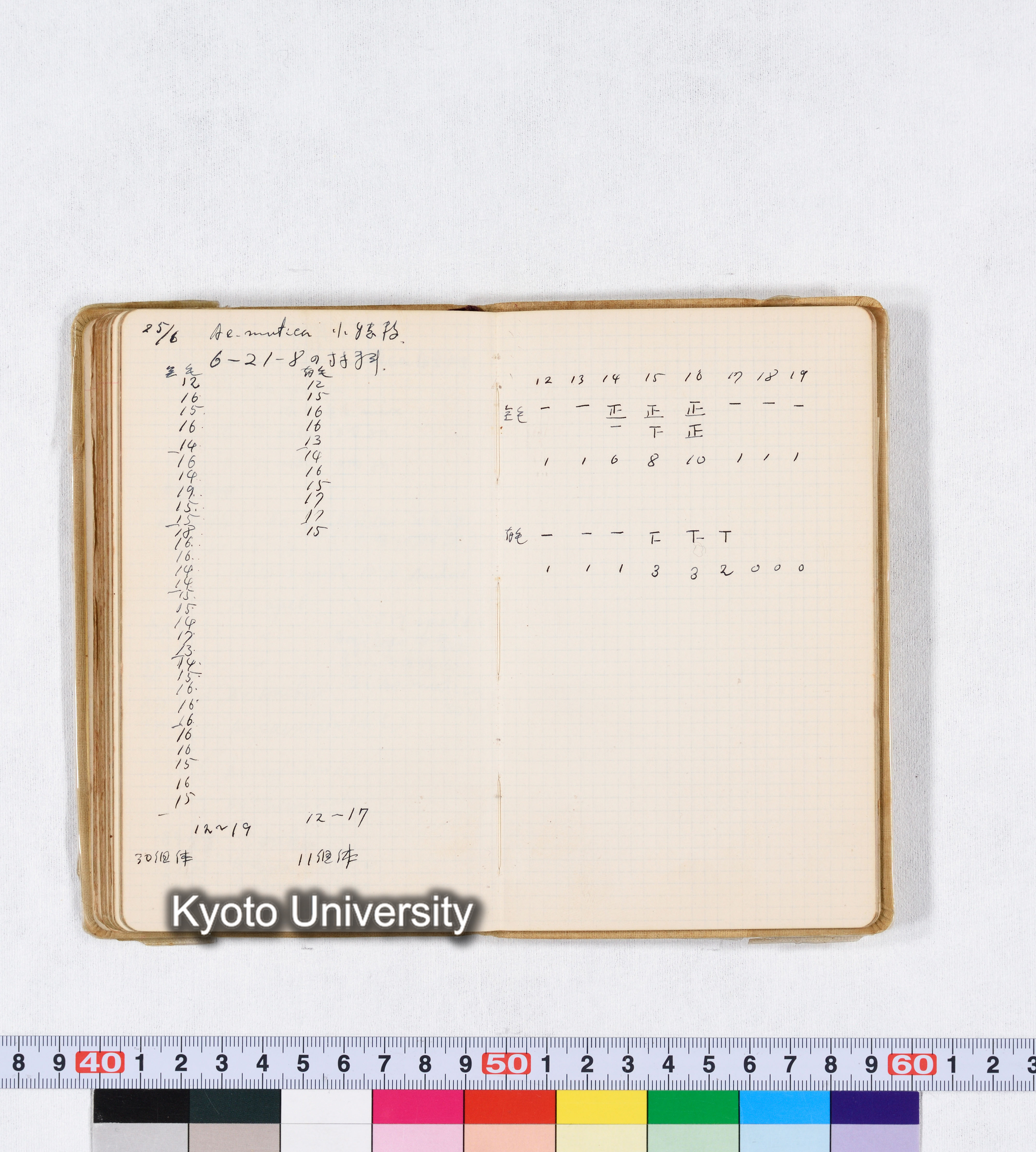 採集 II 1959 BMUK (81)