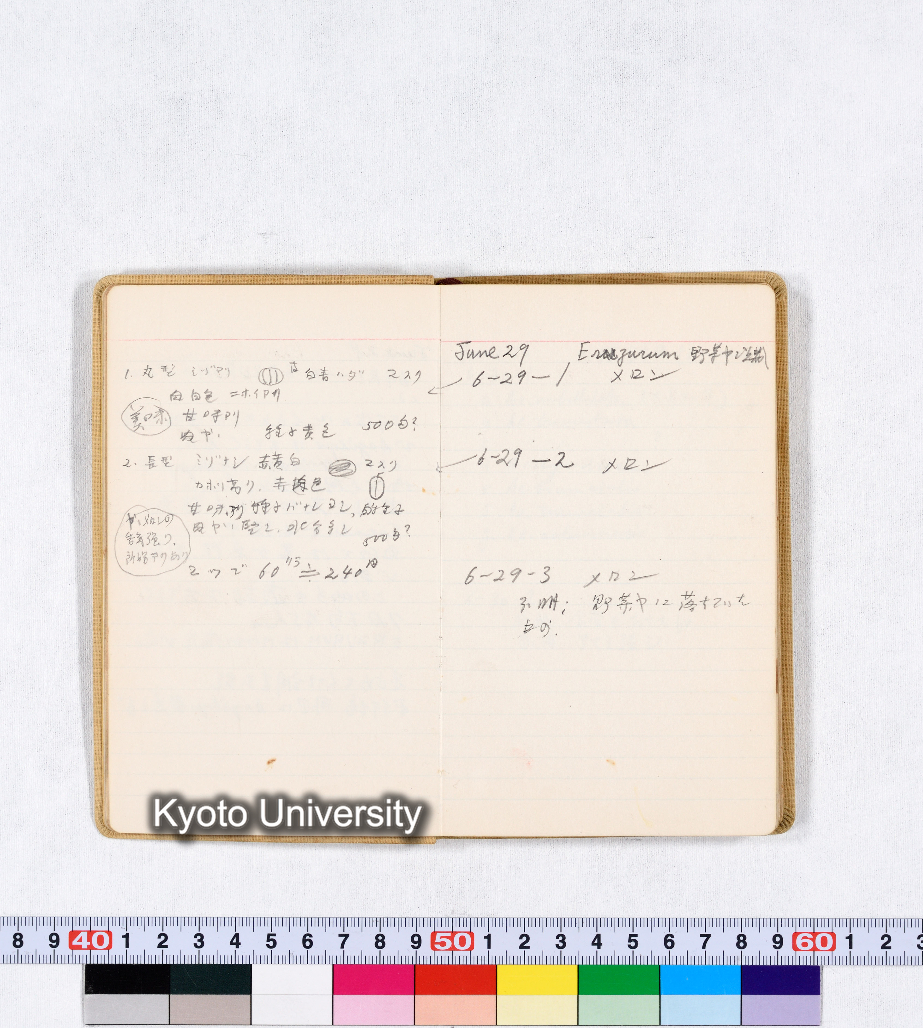 採集 BMUK III 1959 (6)