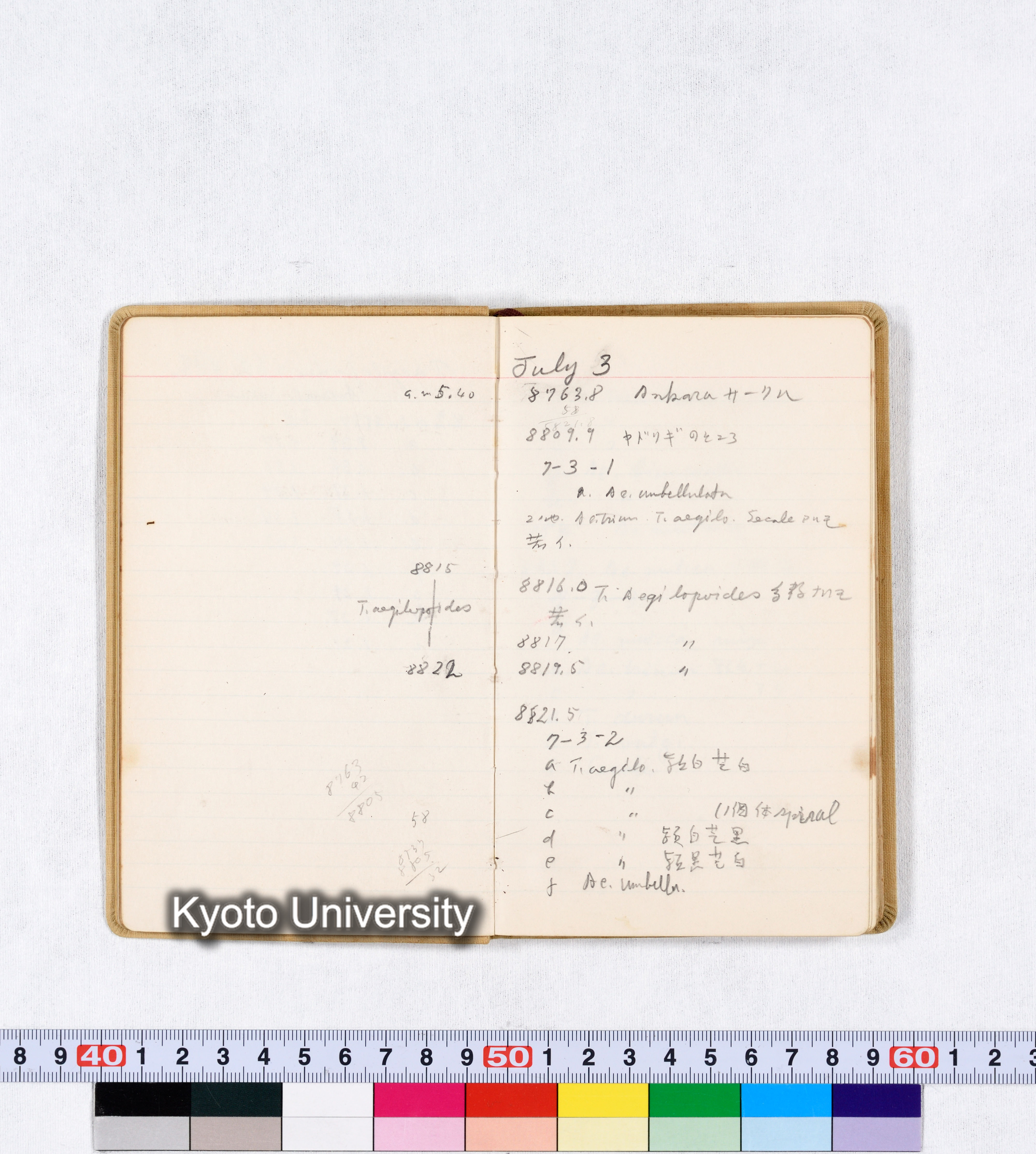 採集 BMUK III 1959 (12)