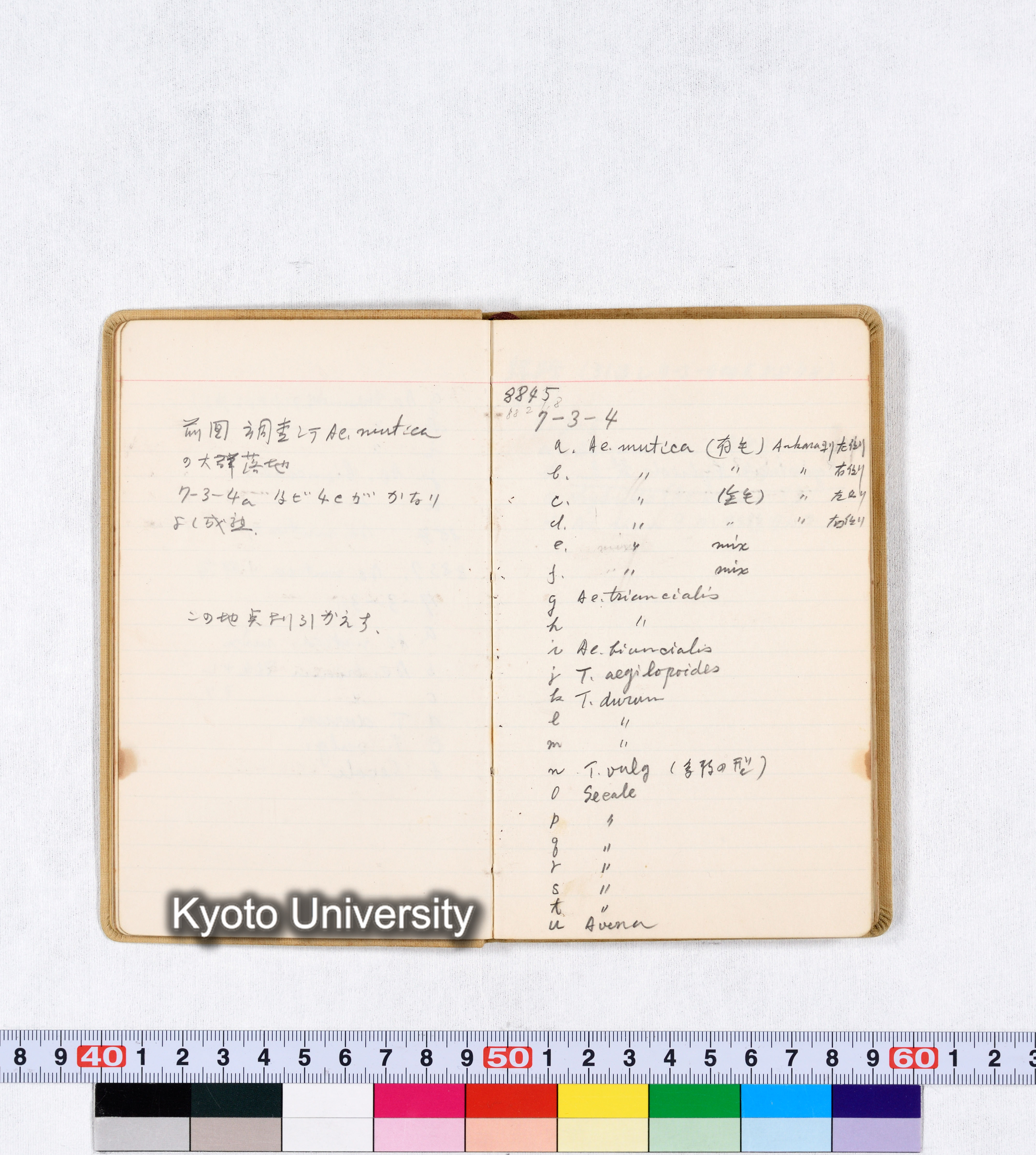 採集 BMUK III 1959 (14)