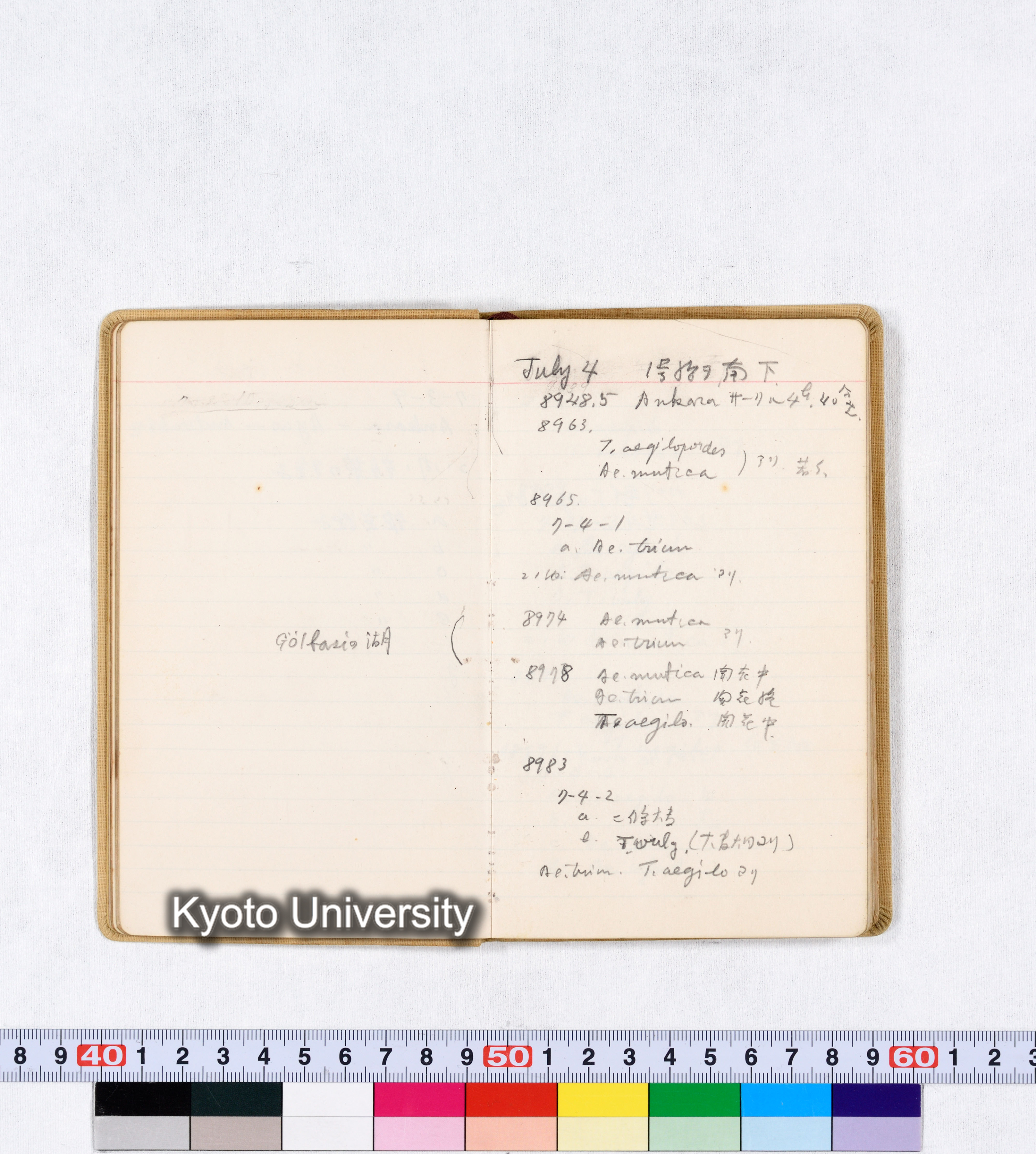 採集 BMUK III 1959 (18)