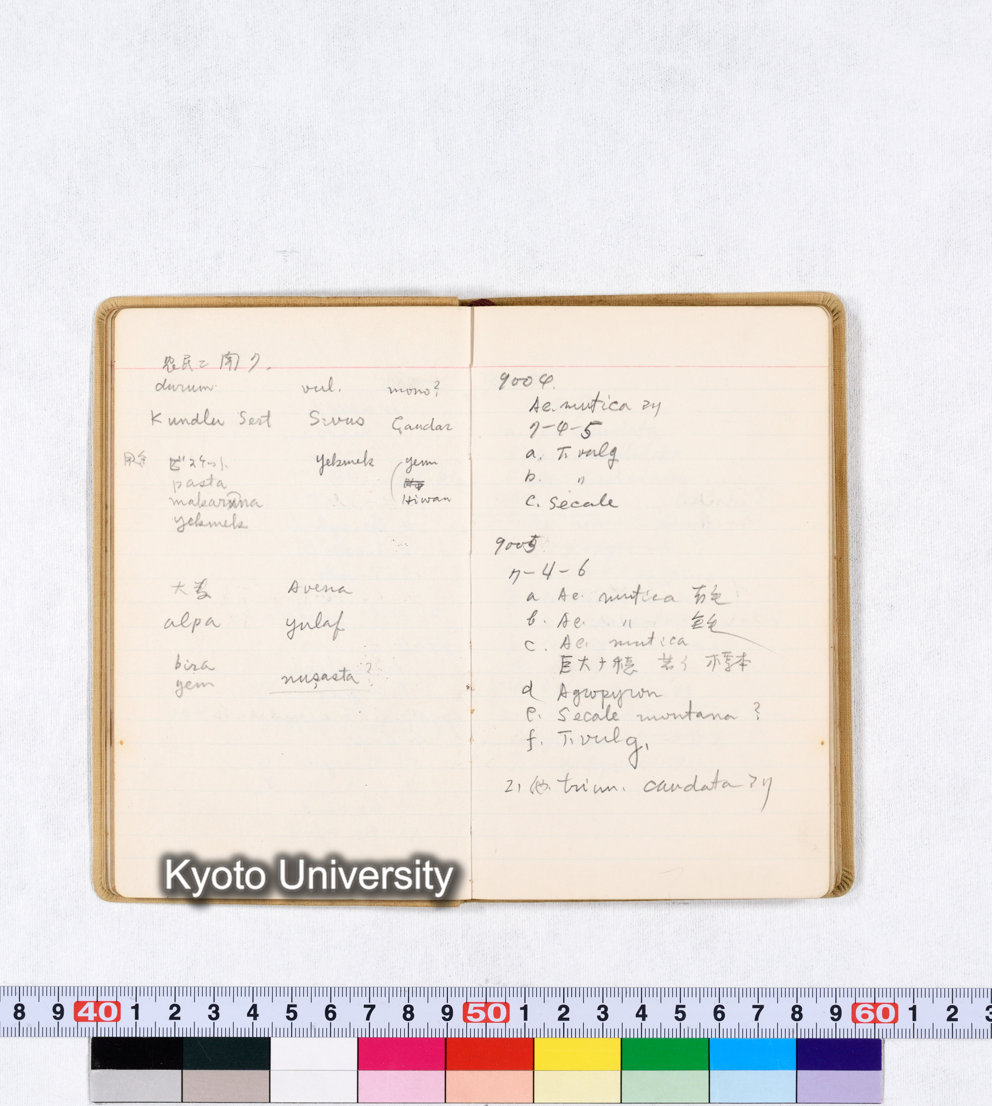 採集 BMUK III 1959 (19)