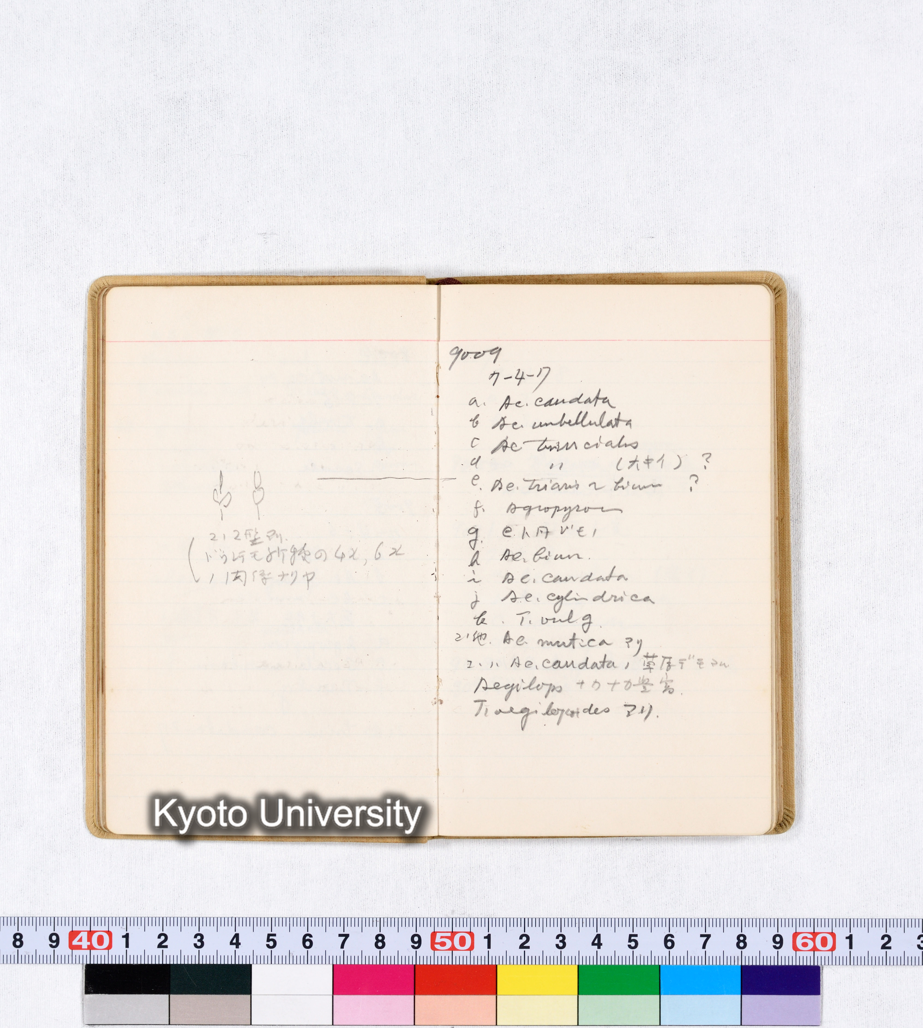 採集 BMUK III 1959 (21)