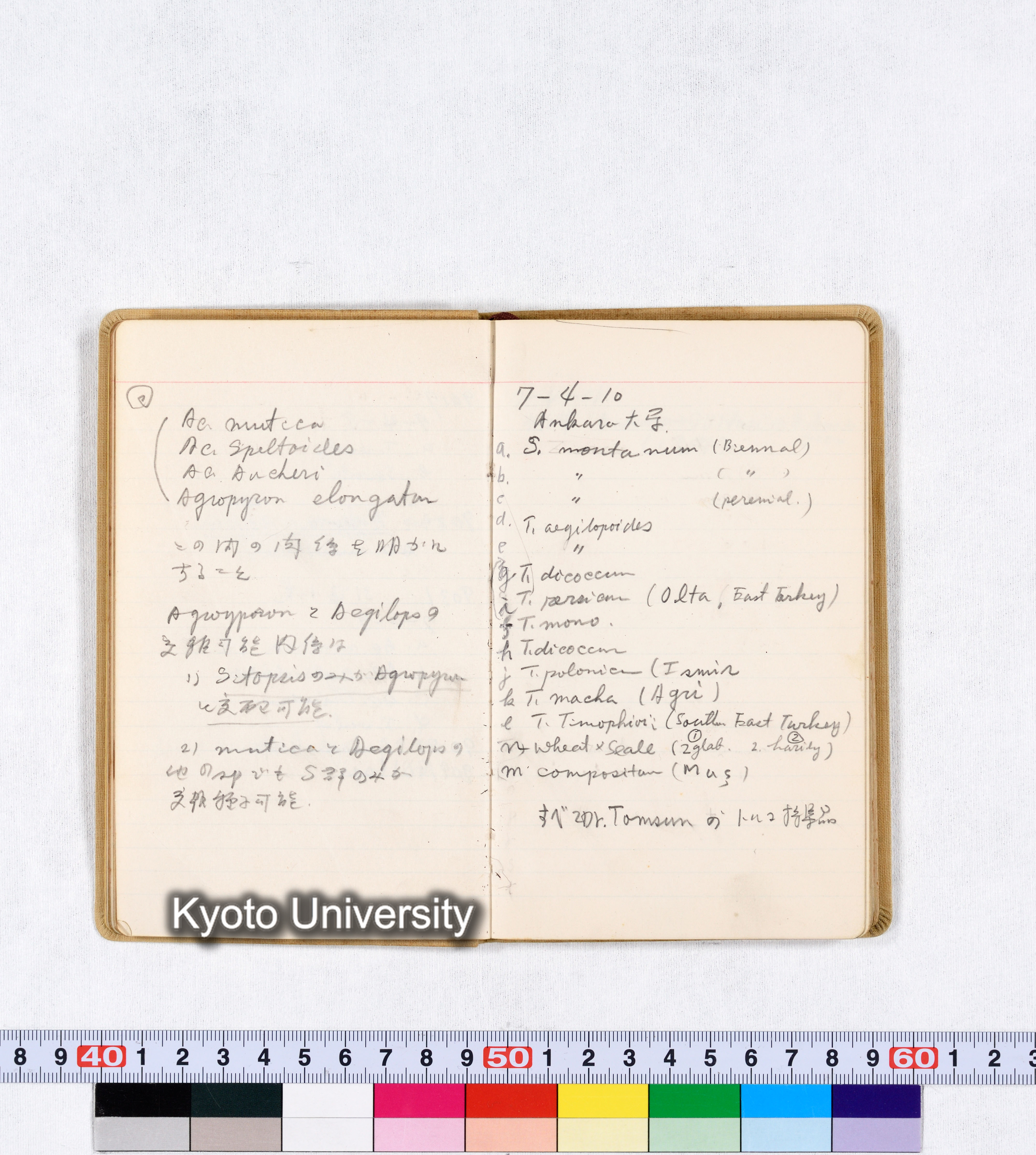 採集 BMUK III 1959 (23)