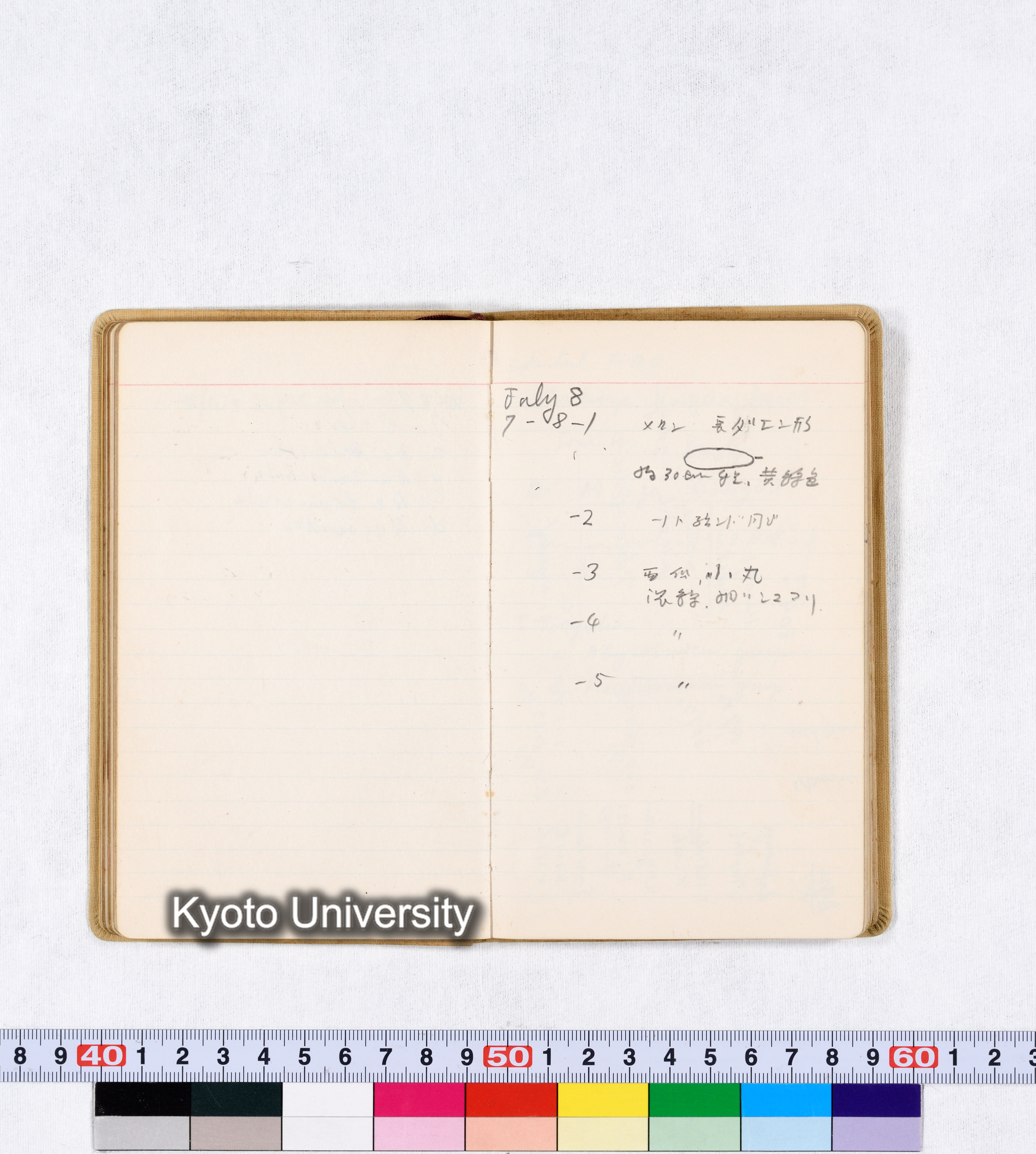 採集 BMUK III 1959 (32)