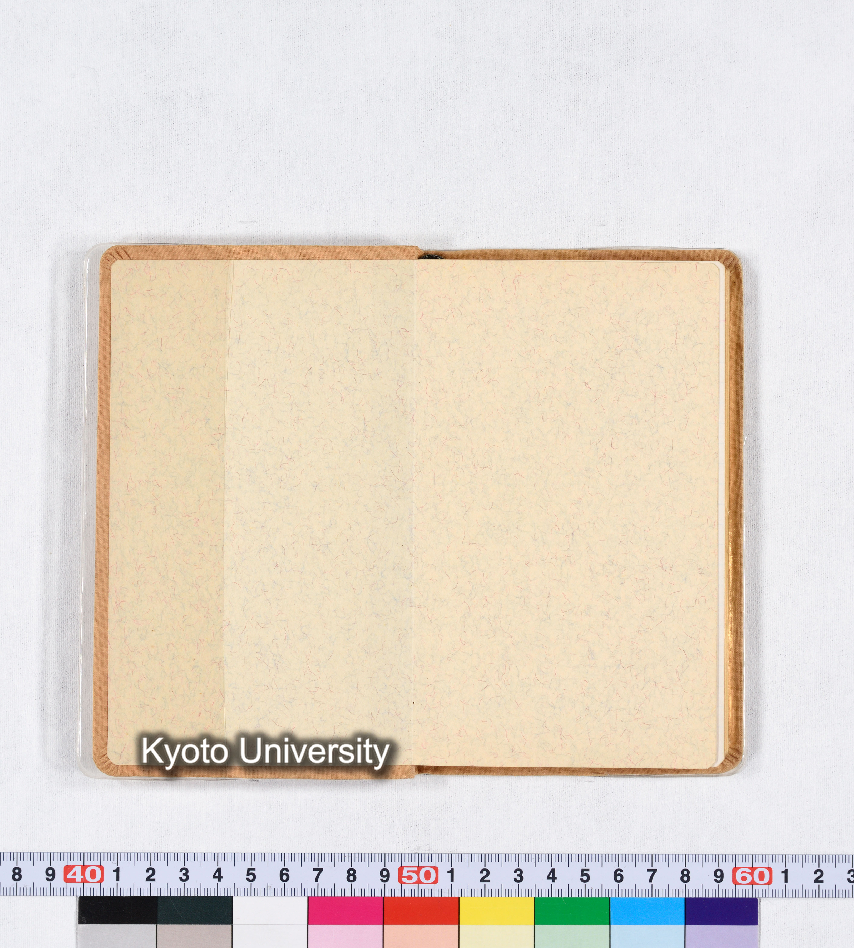 ［トウモロコシ］ (1)