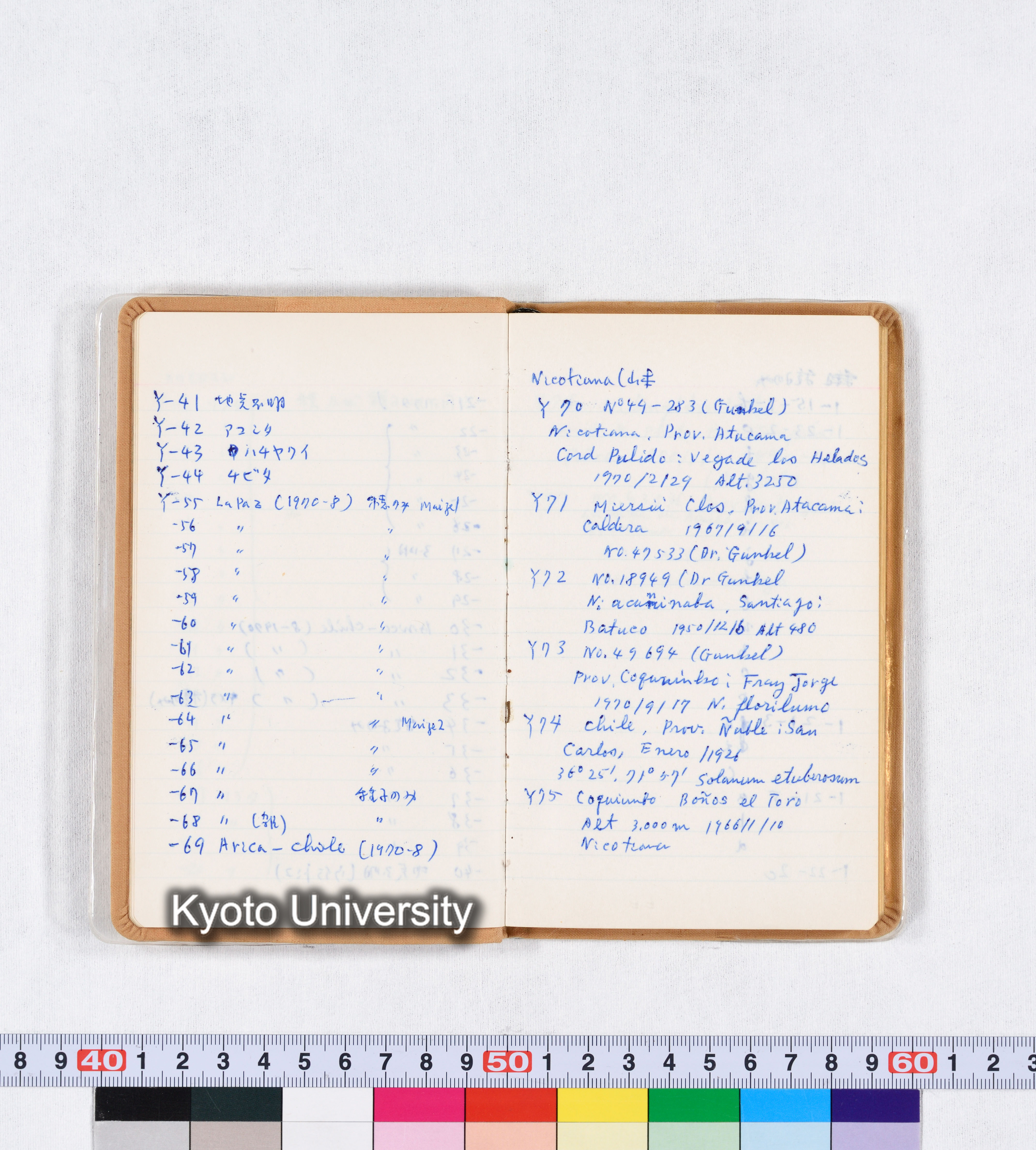 ［トウモロコシ］ (5)