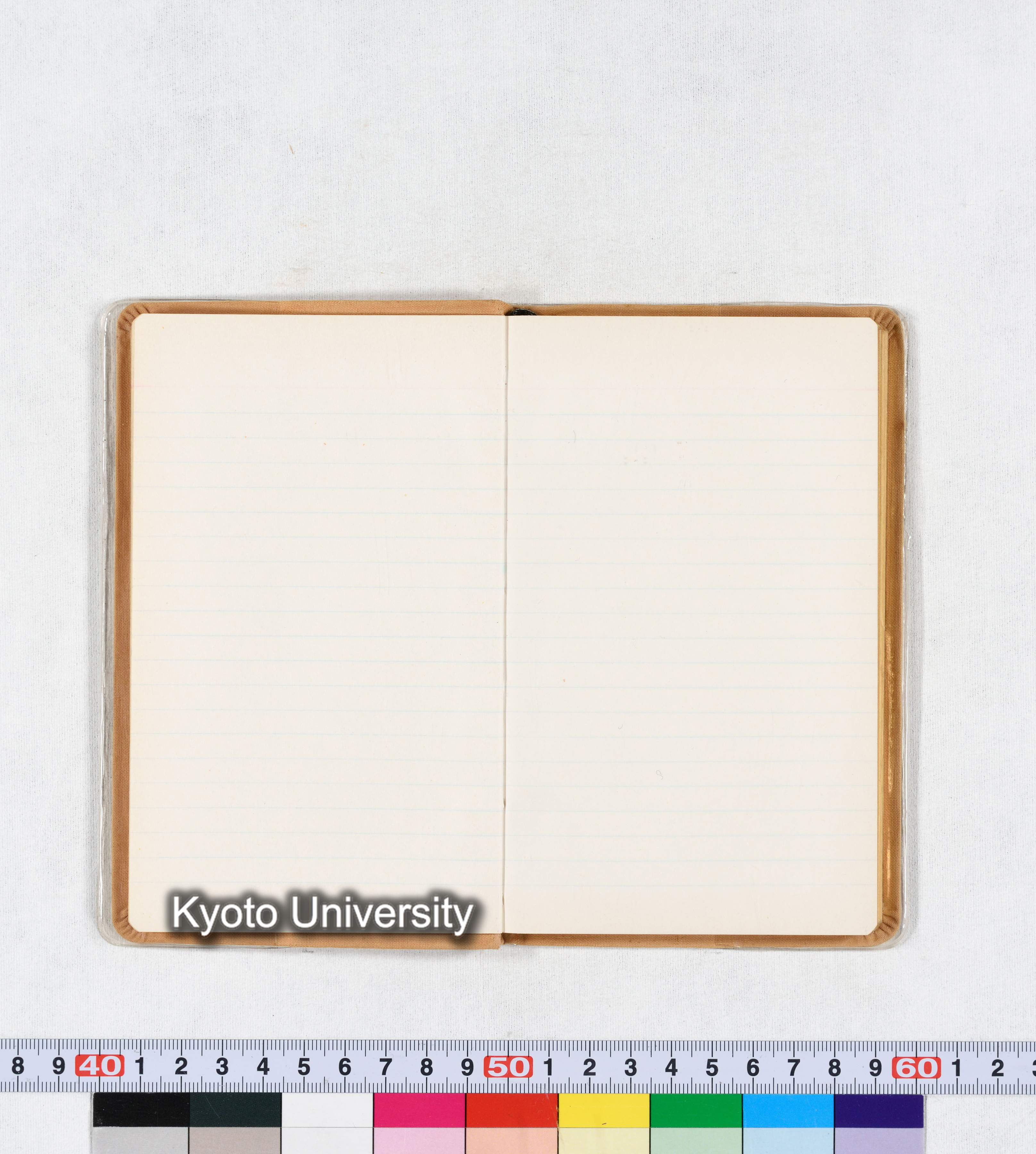 ［トウモロコシ］ (12)