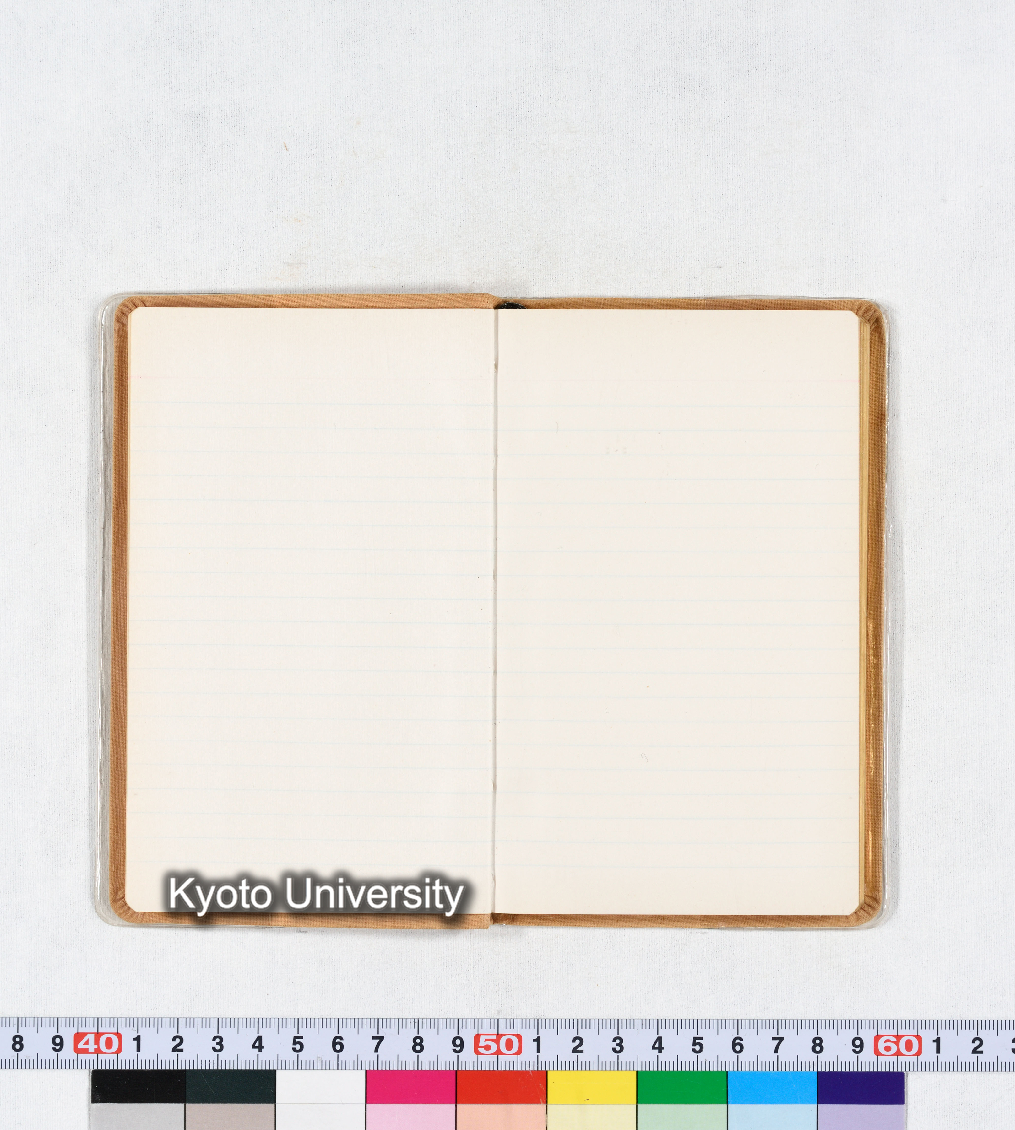 ［トウモロコシ］ (13)