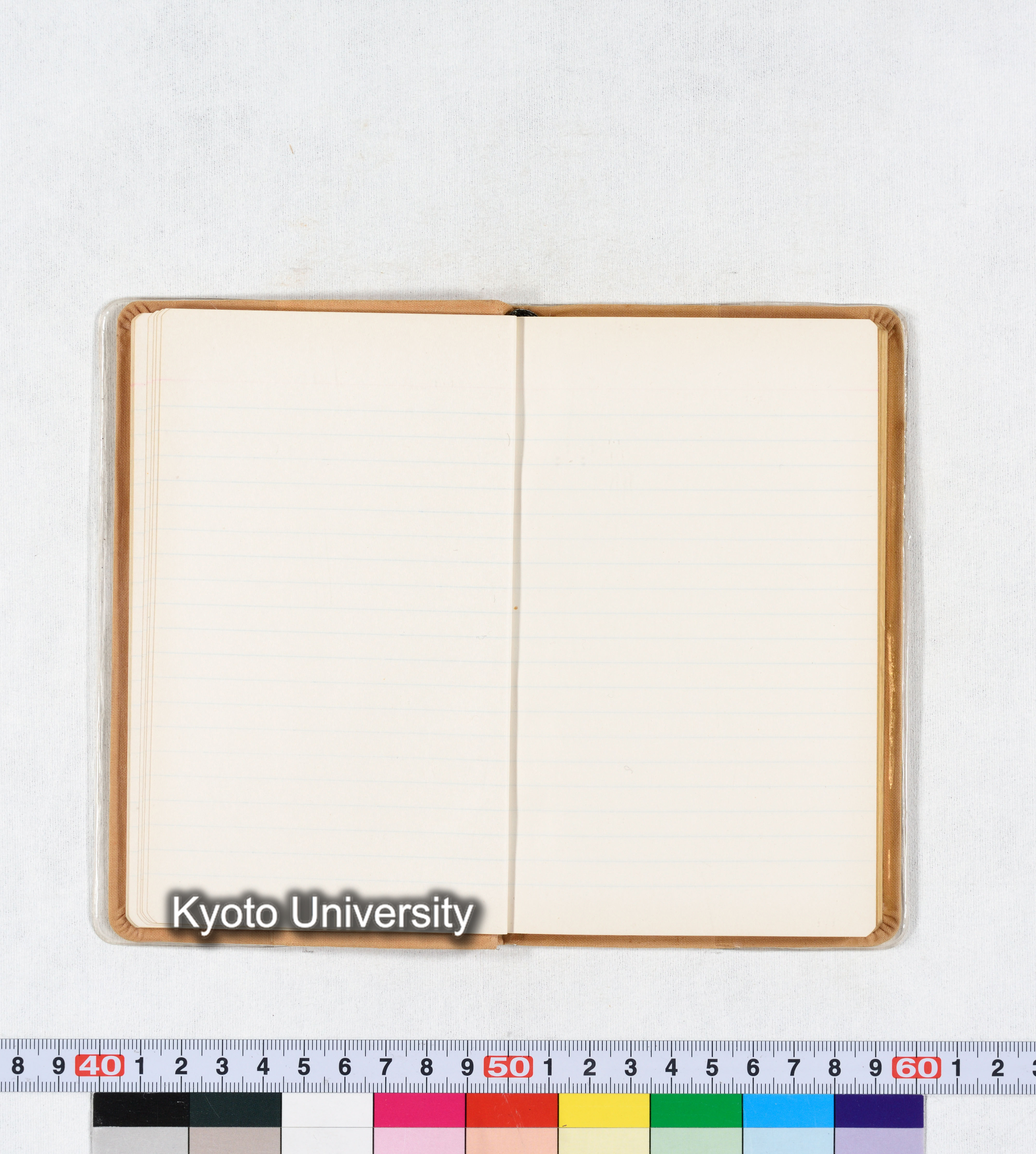 ［トウモロコシ］ (17)